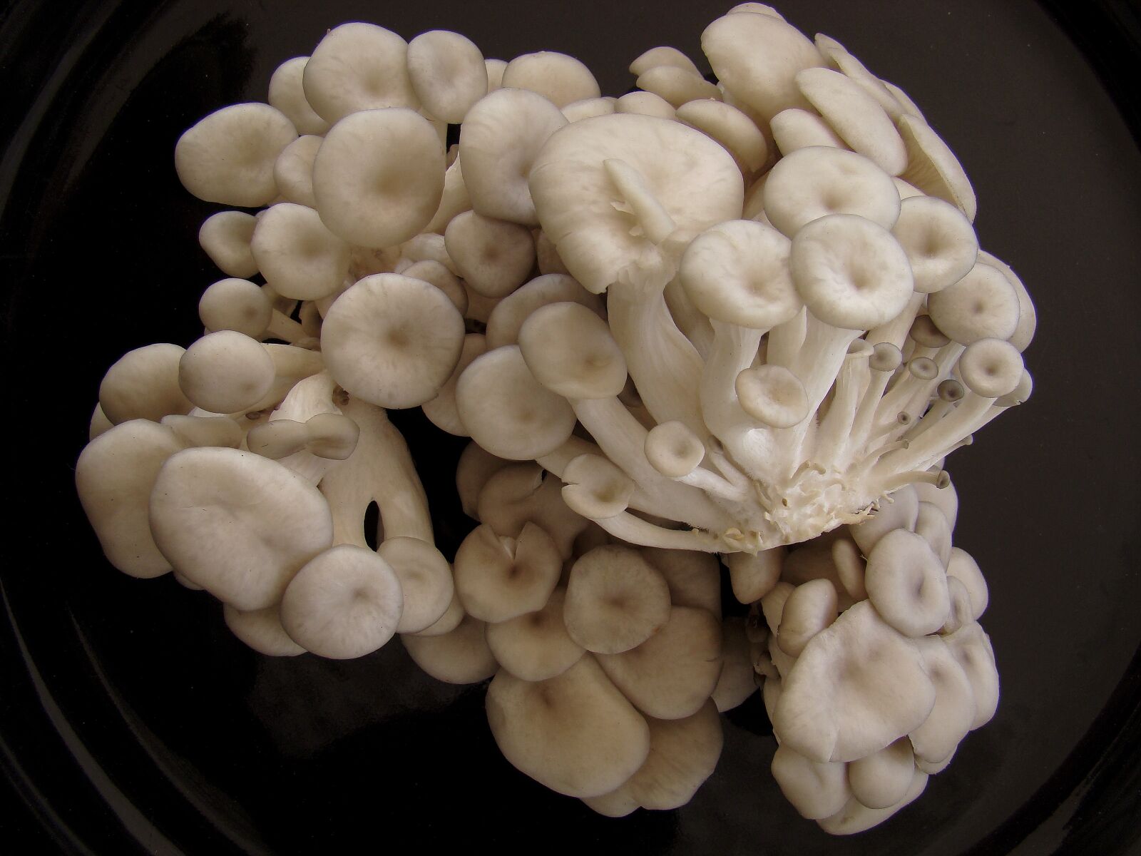 Sony DSC-H9 sample photo. Shimeji, mushroom, fungus photography