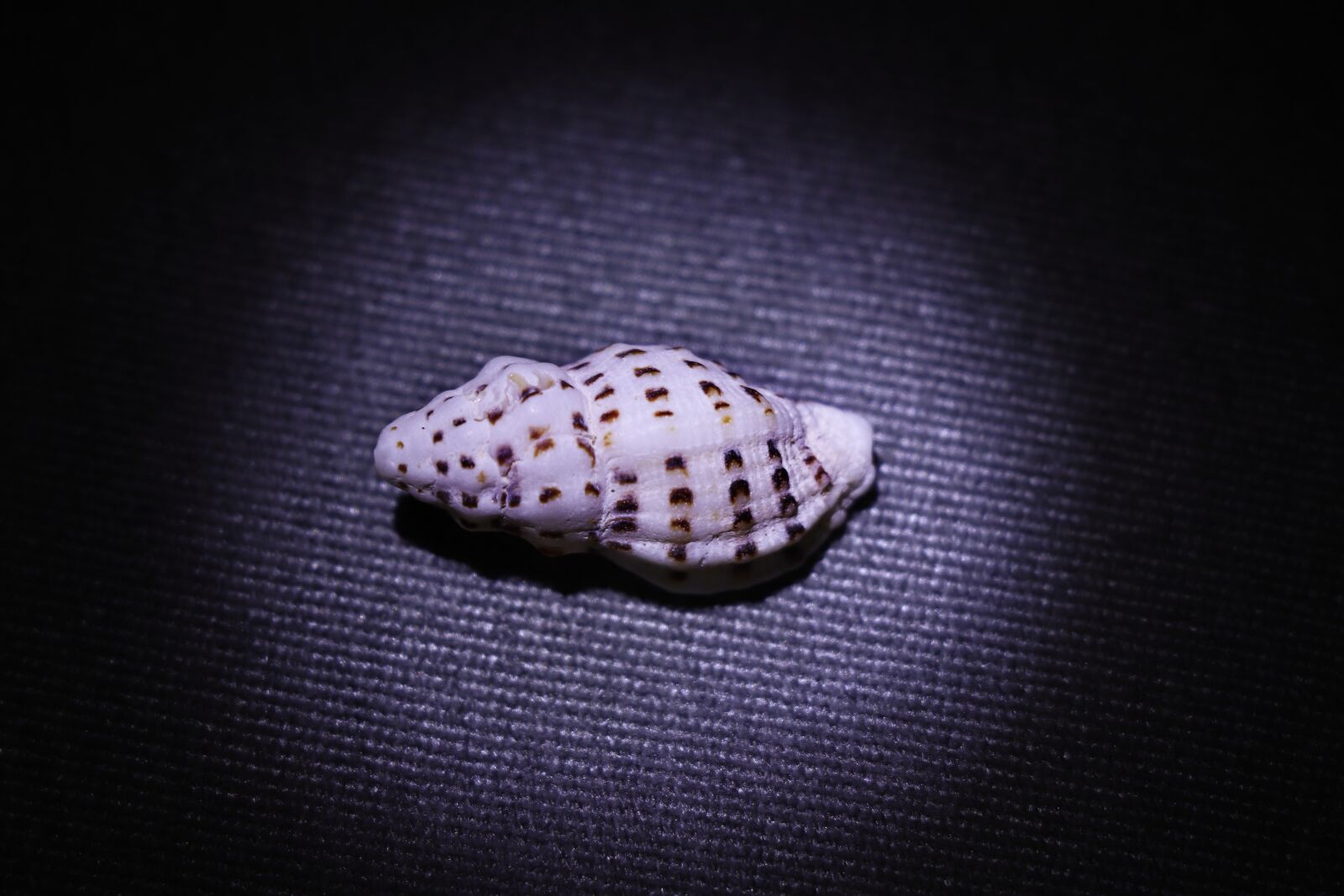 Canon EF-S 18-135mm F3.5-5.6 IS USM sample photo. Conch, shellfish, shell photography