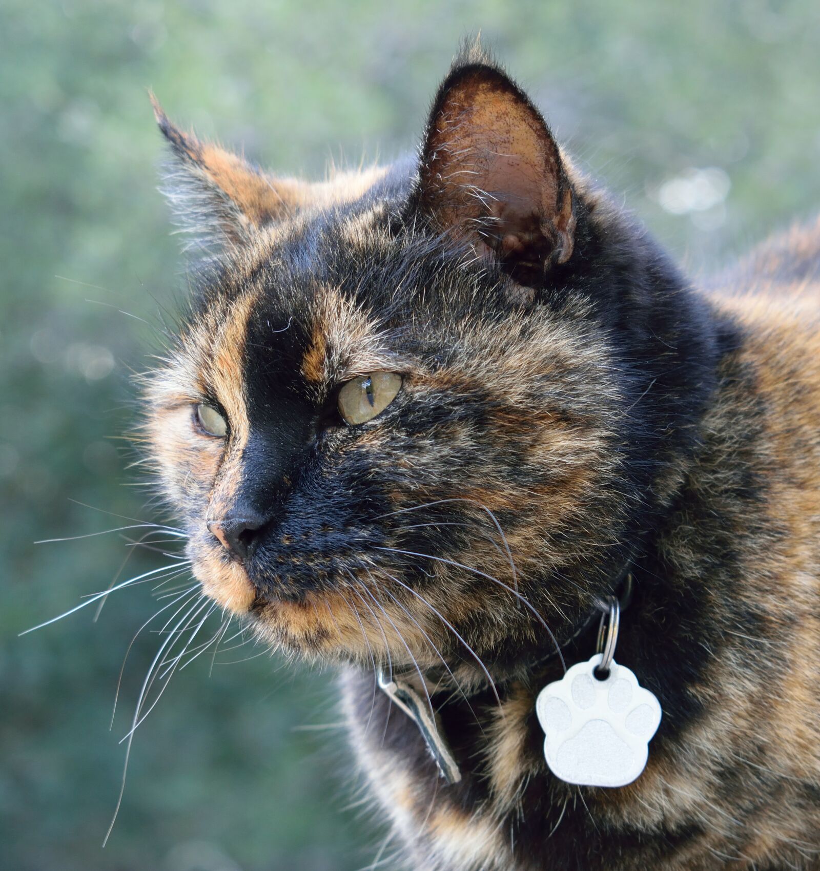 Nikon D5300 sample photo. Cat, animalia, mammalia photography