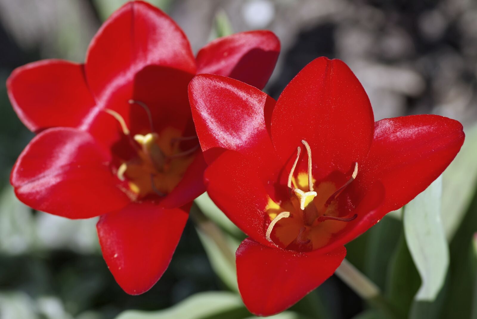 Pentax K-S2 sample photo. Tulip, red, the interior photography
