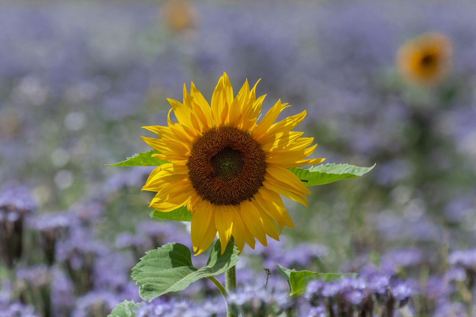 Canon EOS 40D sample photo. Nature, flower, sunflower photography