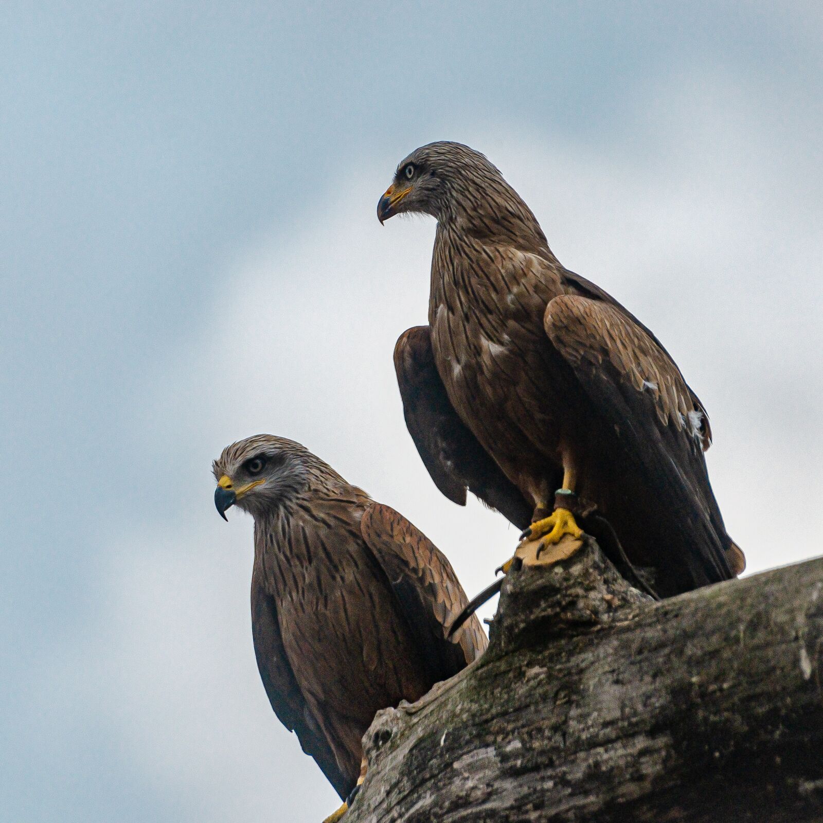 Nikon D7000 sample photo. Eagle, raptor, bird photography