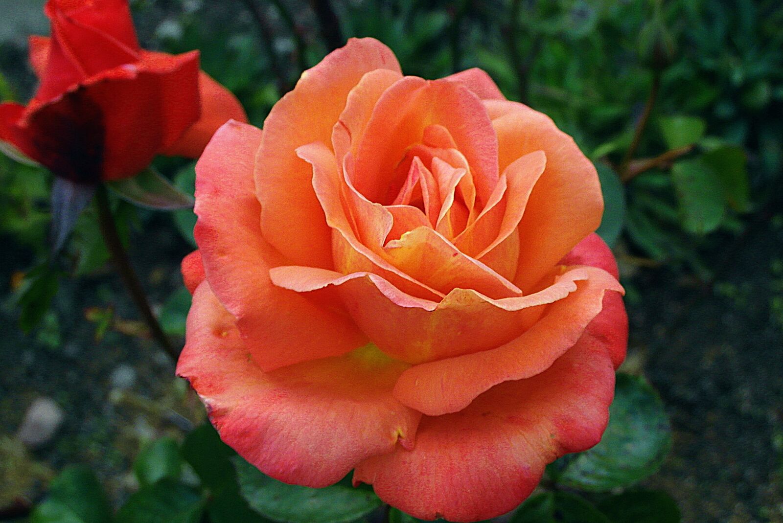 Samsung WB750 sample photo. Rose, flower, noble photography