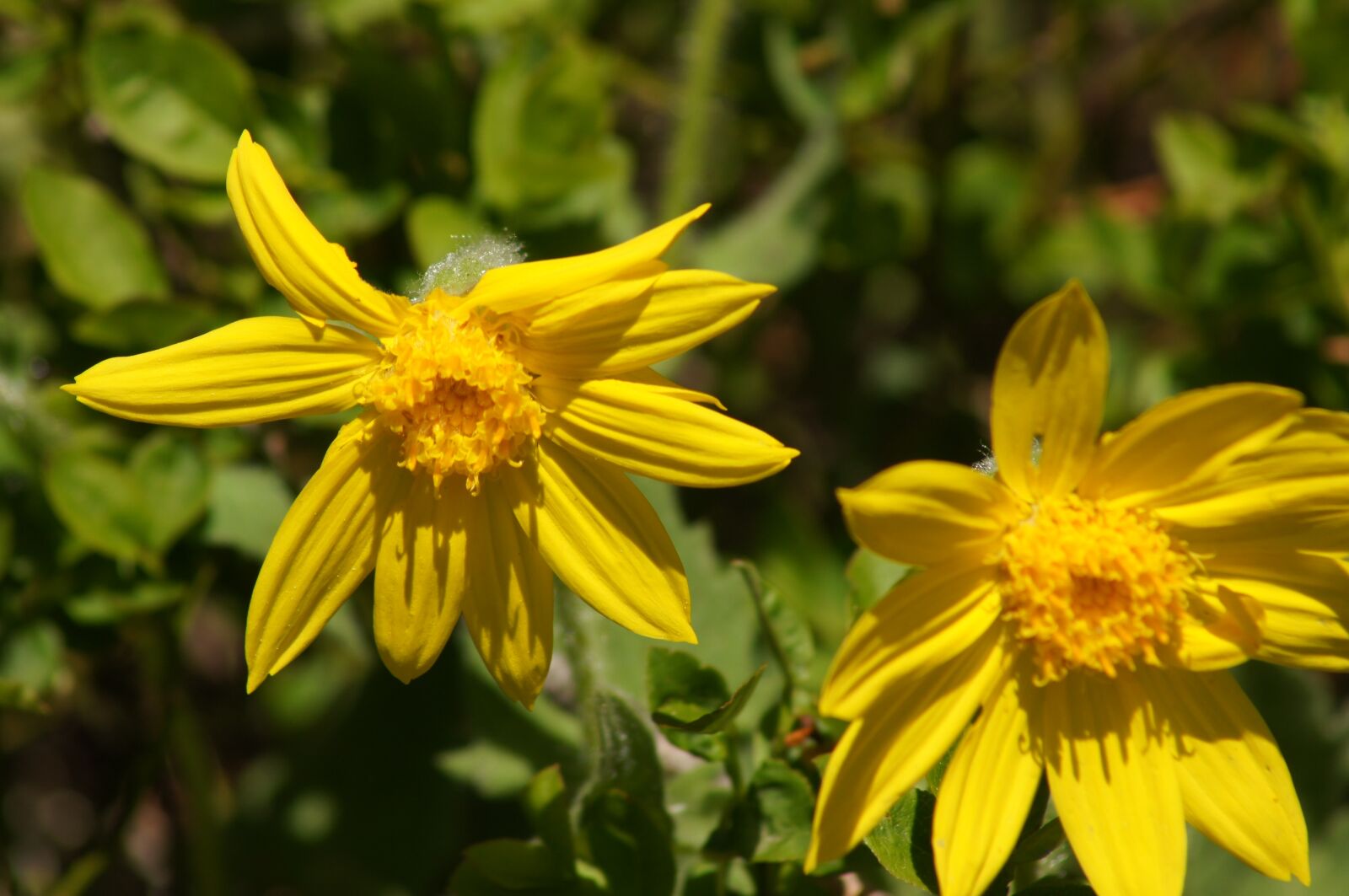 Sony SLT-A55 (SLT-A55V) sample photo. Summer flower, yellow, sunflower photography