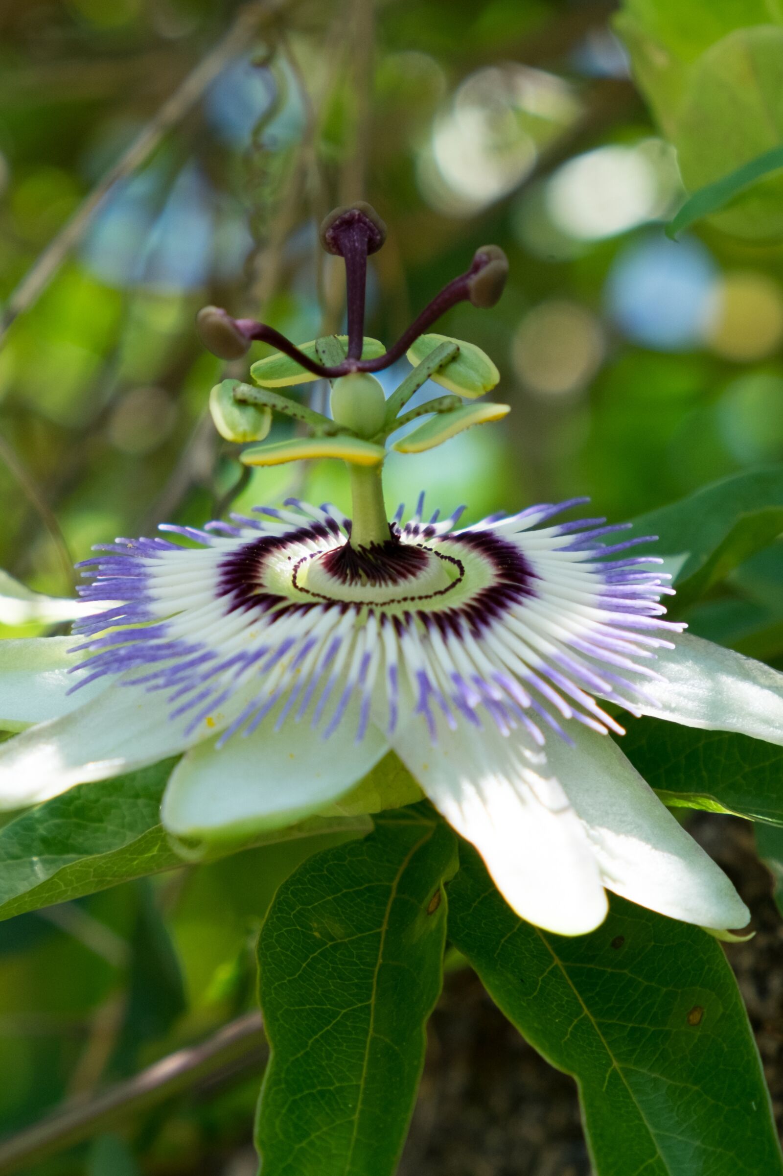 Fujifilm X-T10 sample photo. Passion, passiflora, flower photography