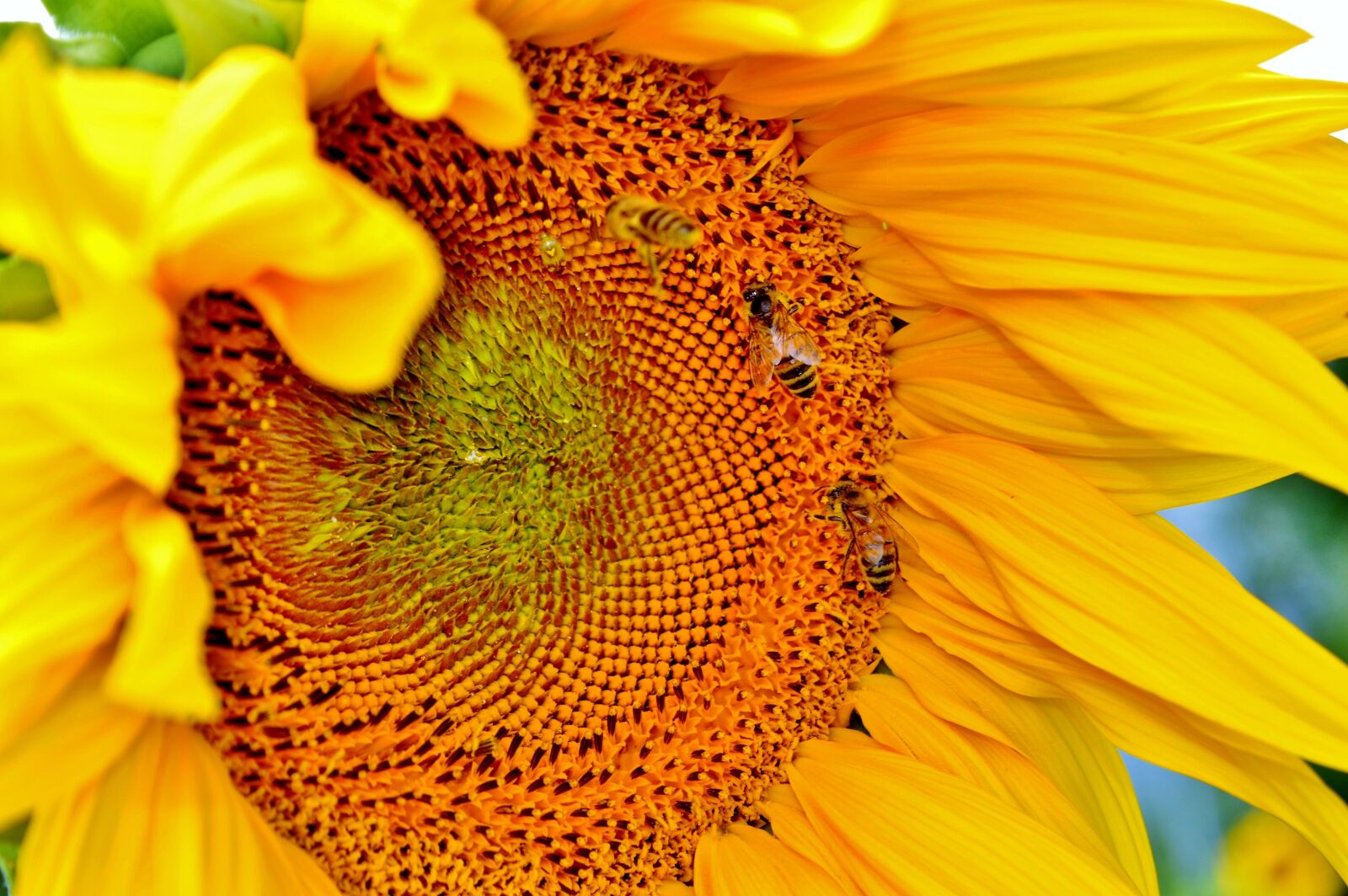 Nikon D3200 sample photo. Sunflower, flower, bees photography