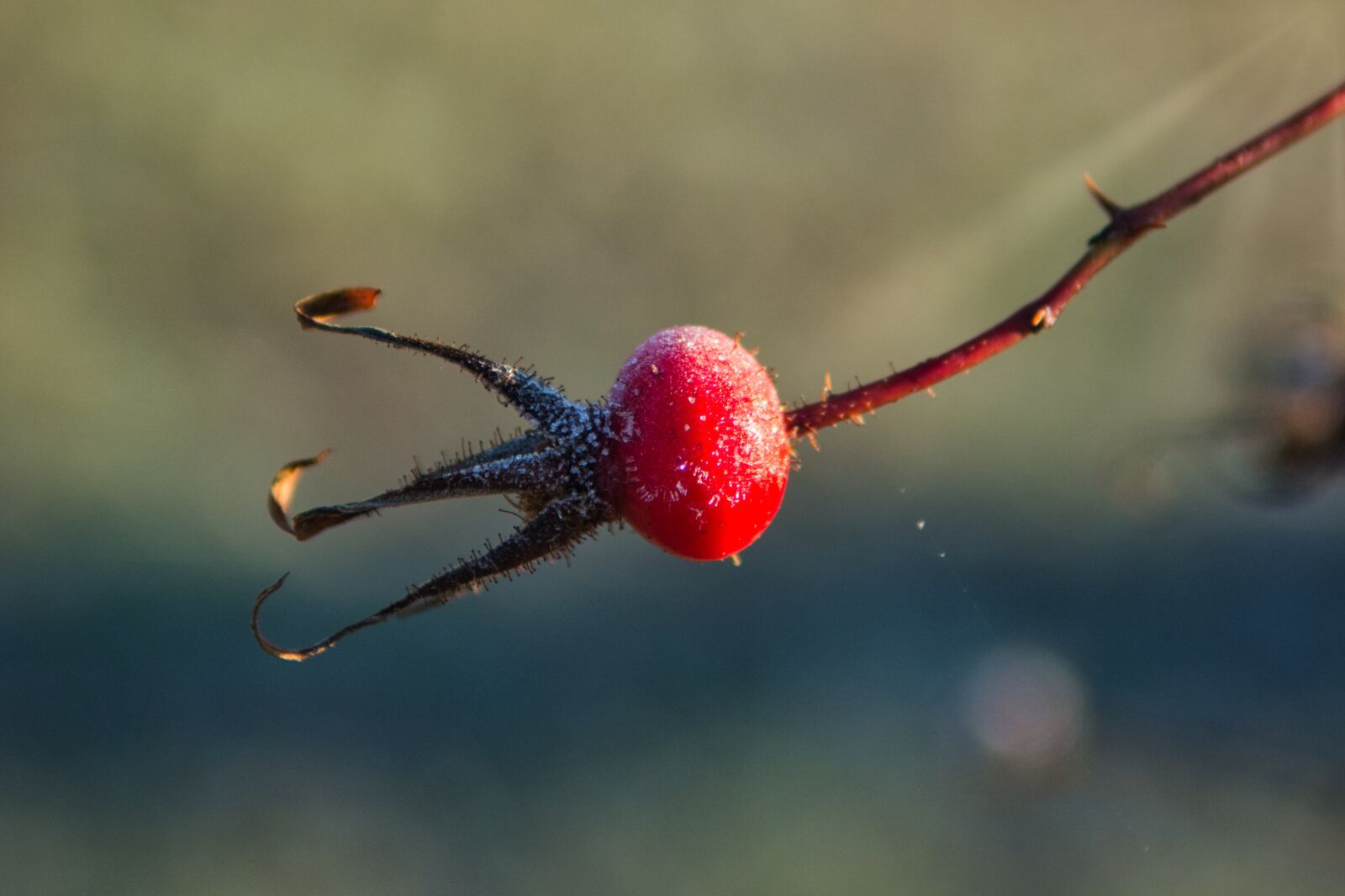 Nikon D7100 sample photo. Rose hip, bud, winter photography