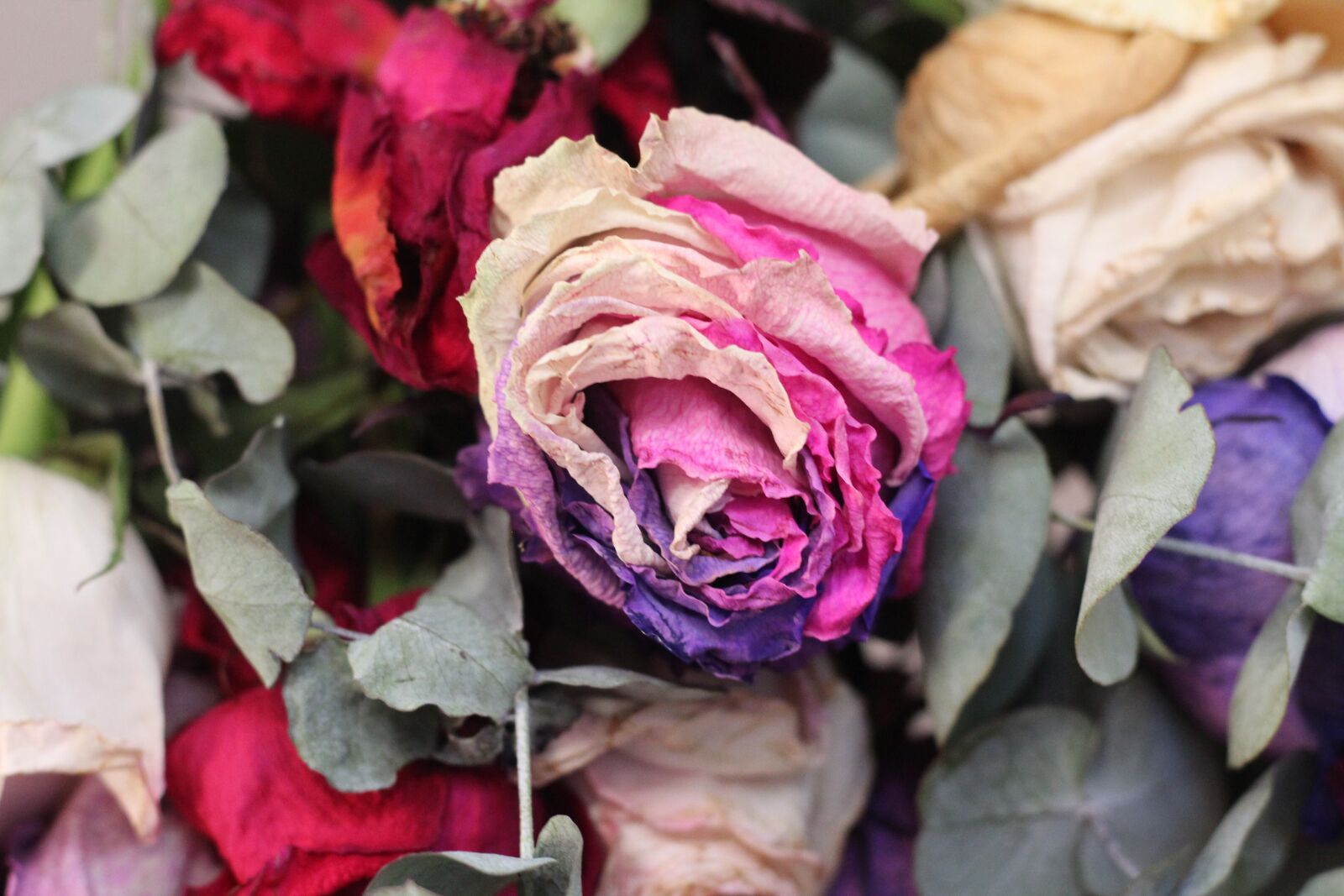 Canon EOS 1300D (EOS Rebel T6 / EOS Kiss X80) + Canon EF 50mm F1.8 STM sample photo. Flower, rose, flora photography