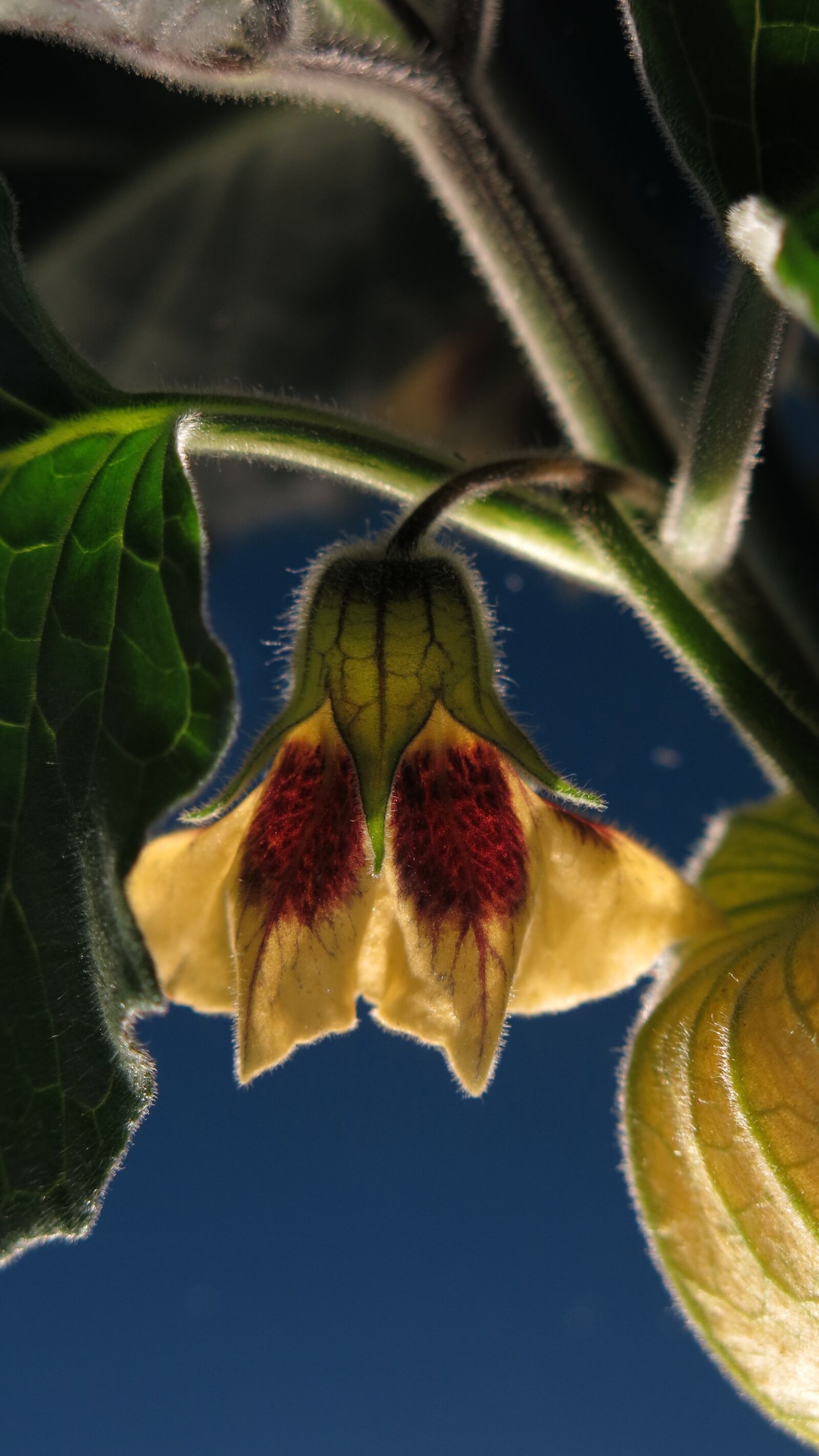 Canon PowerShot G15 sample photo. Physalis, blossom, bloom photography