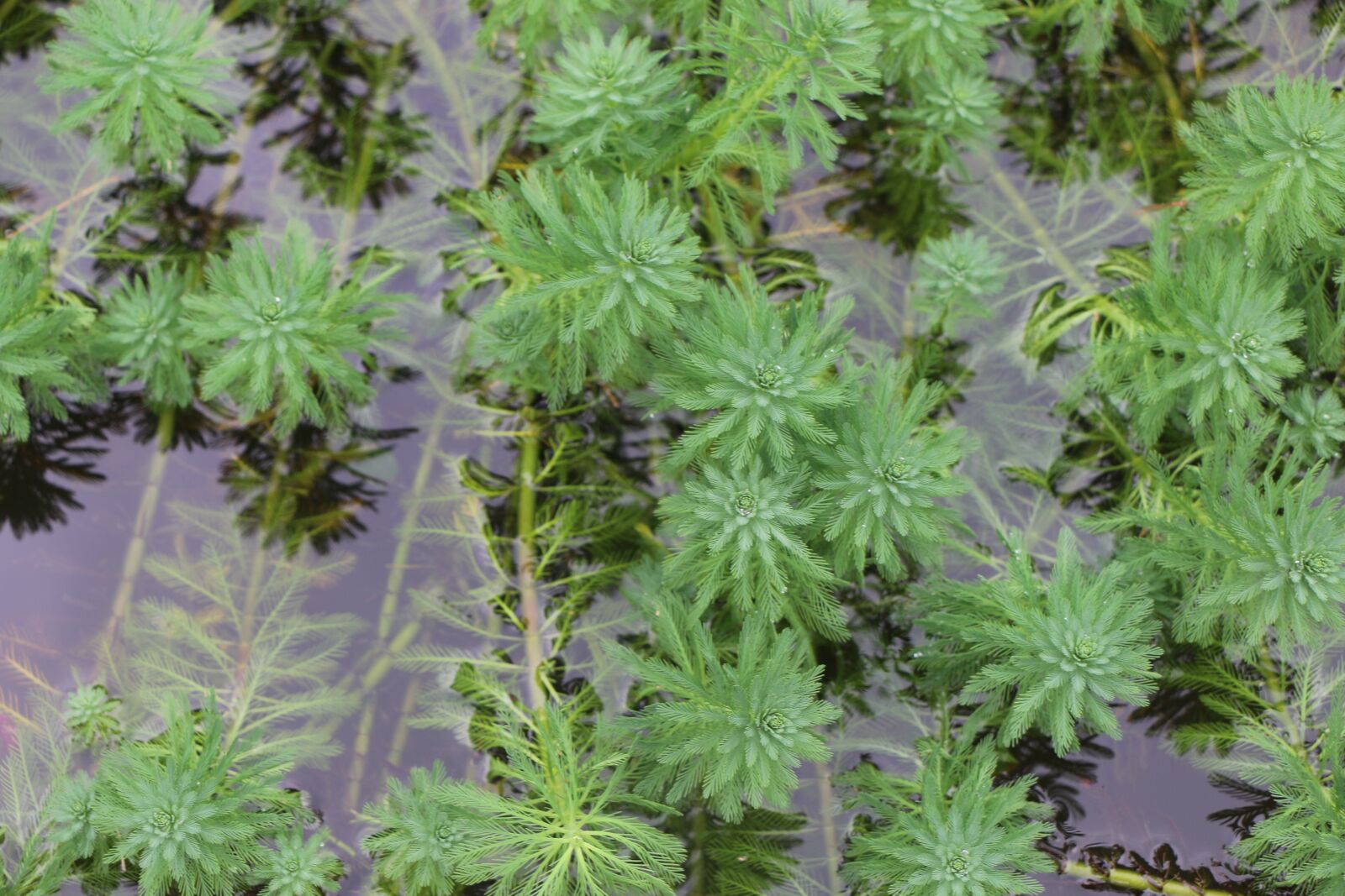 Canon EOS 70D sample photo. Plant, nature, summer photography