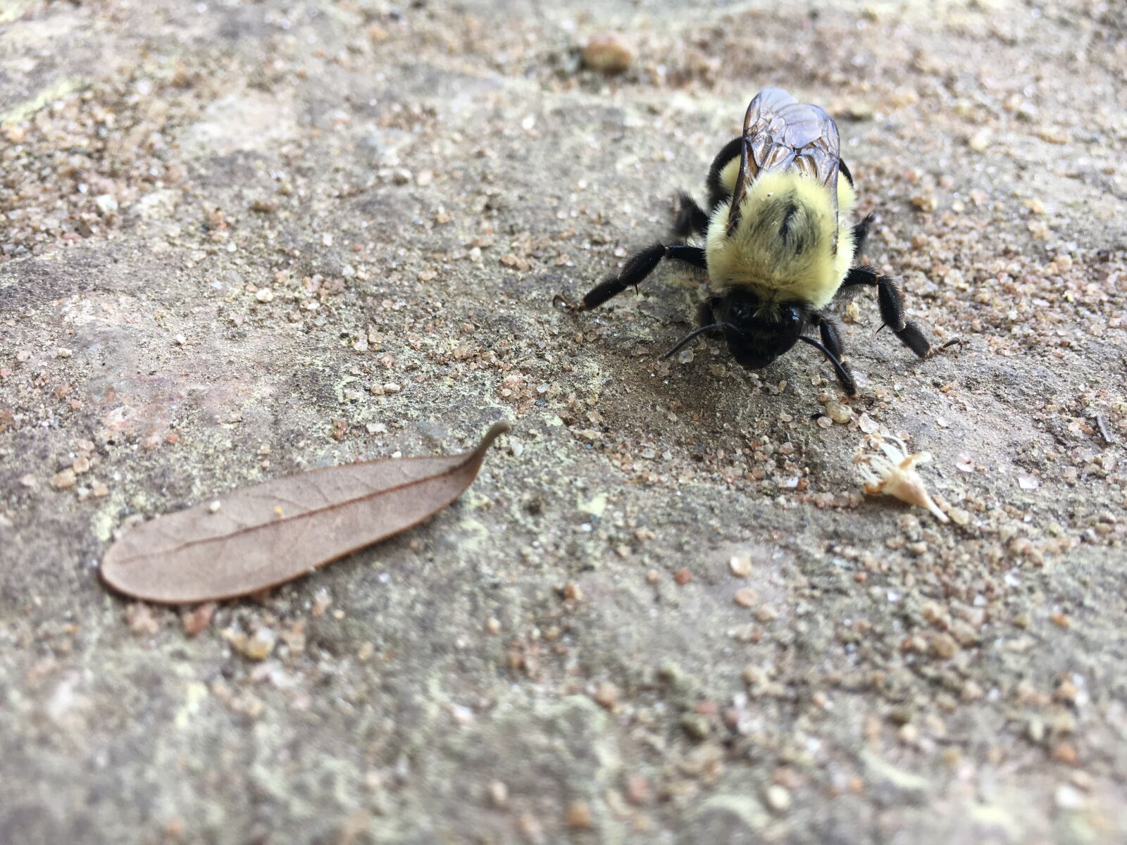 Apple iPhone 6s sample photo. Nature, animal, outdoors photography