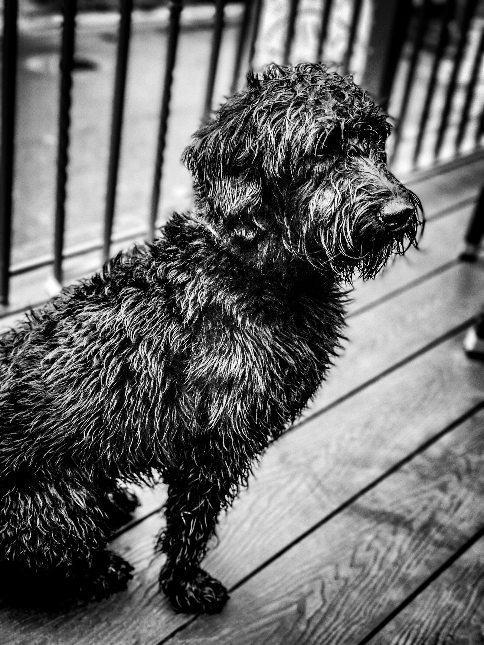 Apple iPhone 7 Plus sample photo. And, animal, b, w photography