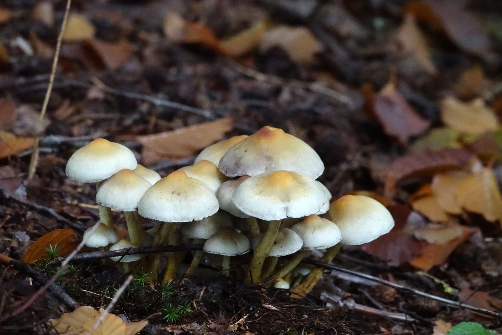 Sony Cyber-shot DSC-RX10 III sample photo. Mushrooms, mushroom, brown photography