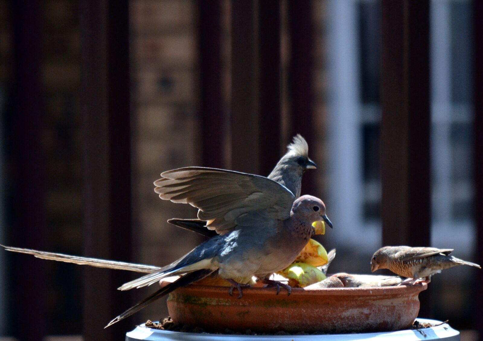 Nikon D3100 sample photo. Dove, friends, wings photography