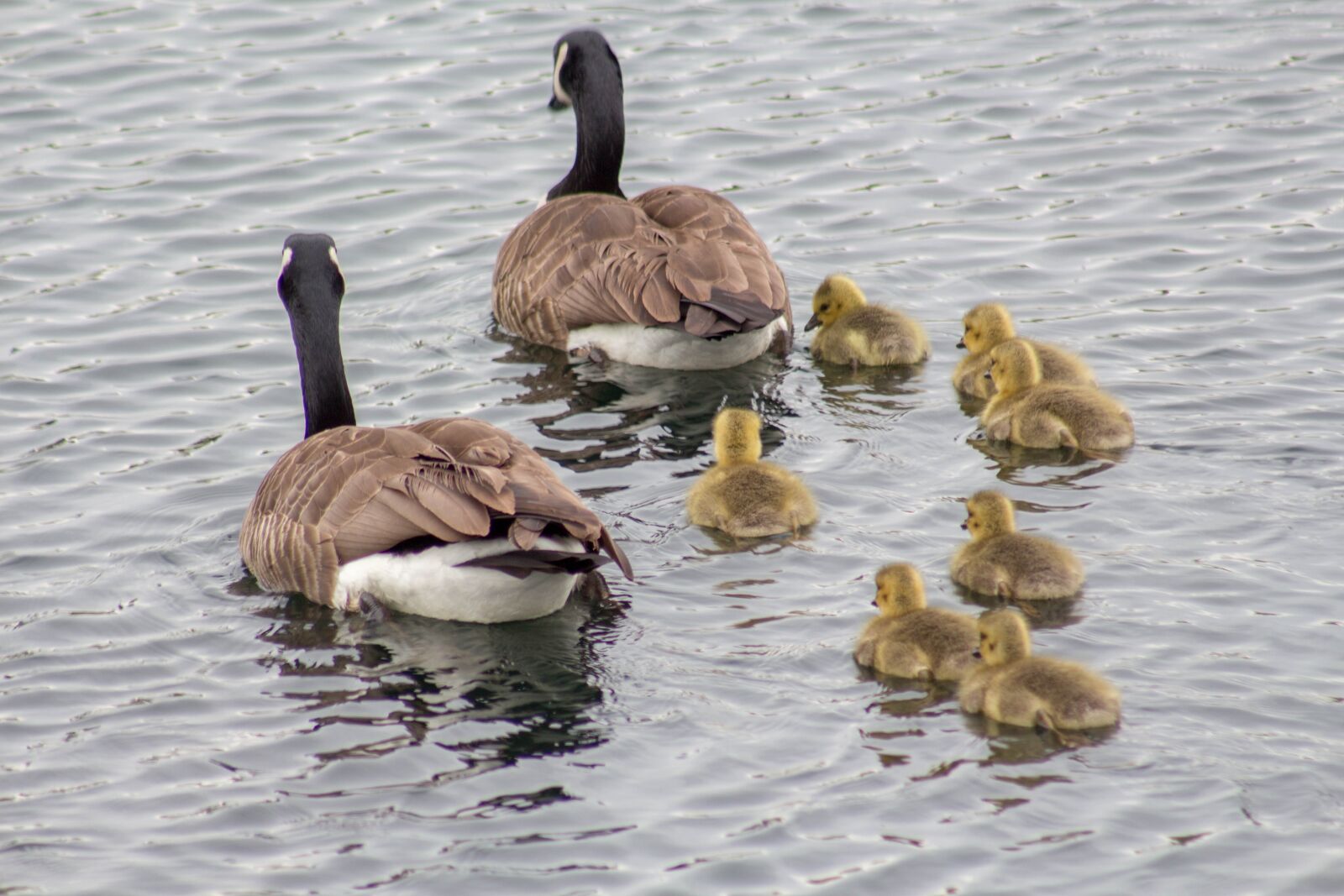 Canon EF 75-300mm f/4-5.6 USM sample photo. Duck, bird, waterfowl photography