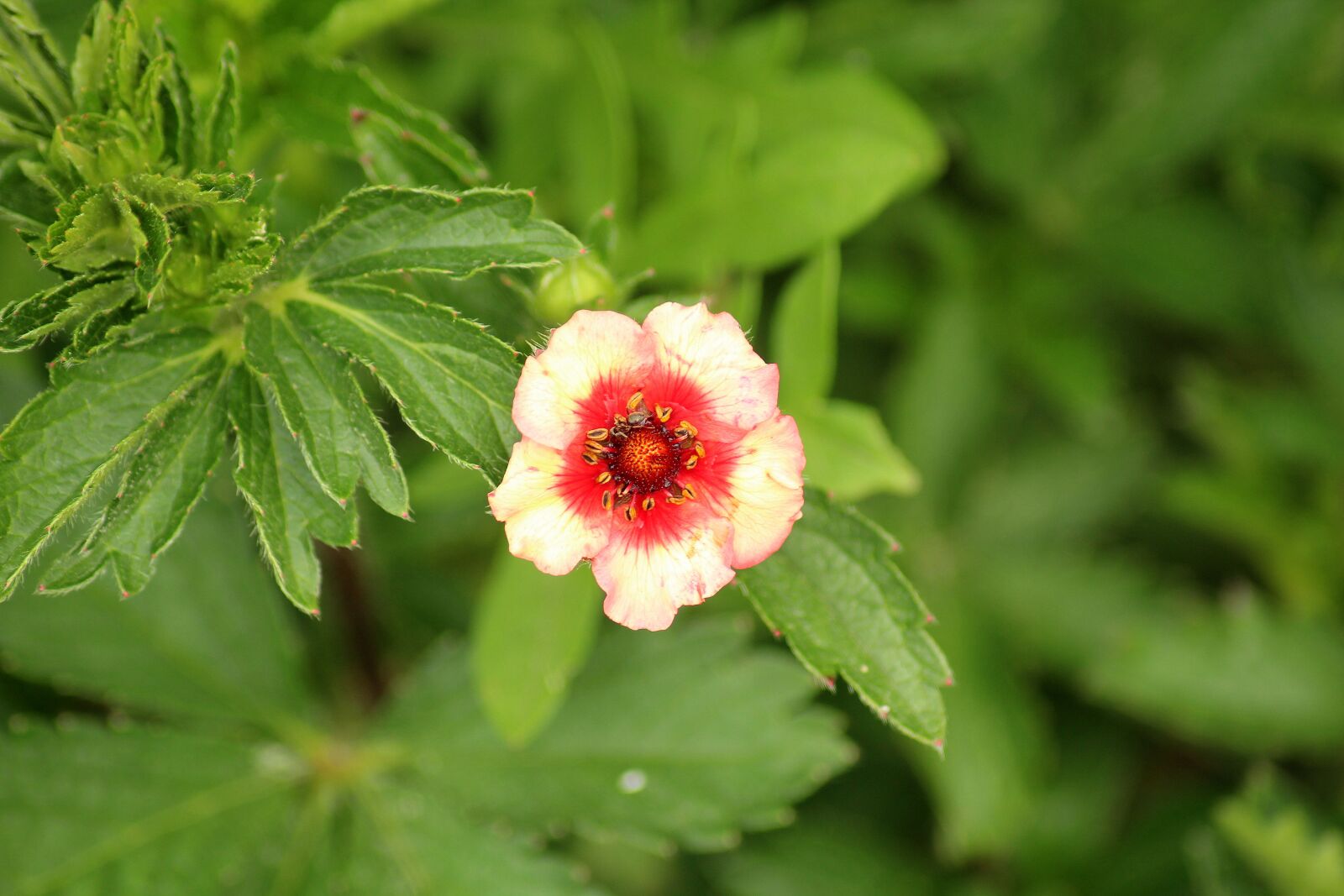Canon EOS 1200D (EOS Rebel T5 / EOS Kiss X70 / EOS Hi) sample photo. Cinquefoil himalayan, flower, single photography