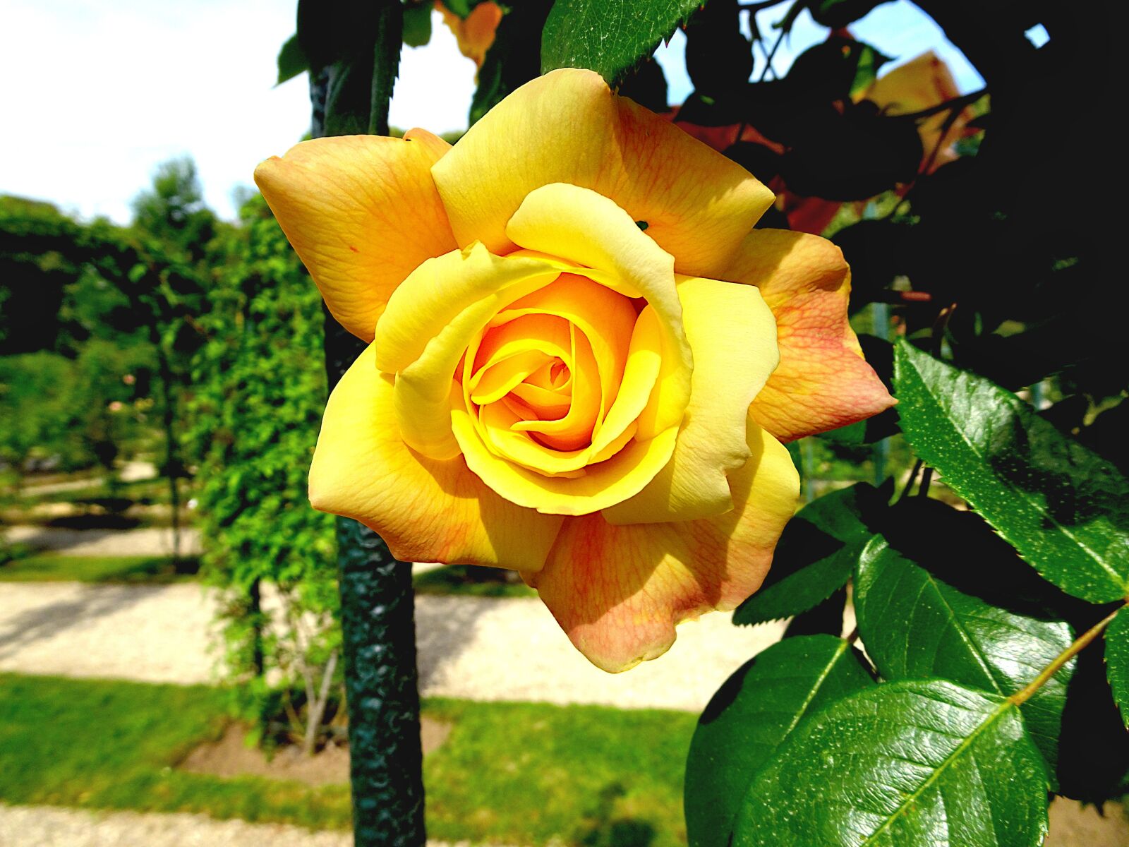 Sony Cyber-shot DSC-HX90V sample photo. Pink, roses, flowering shrubs photography