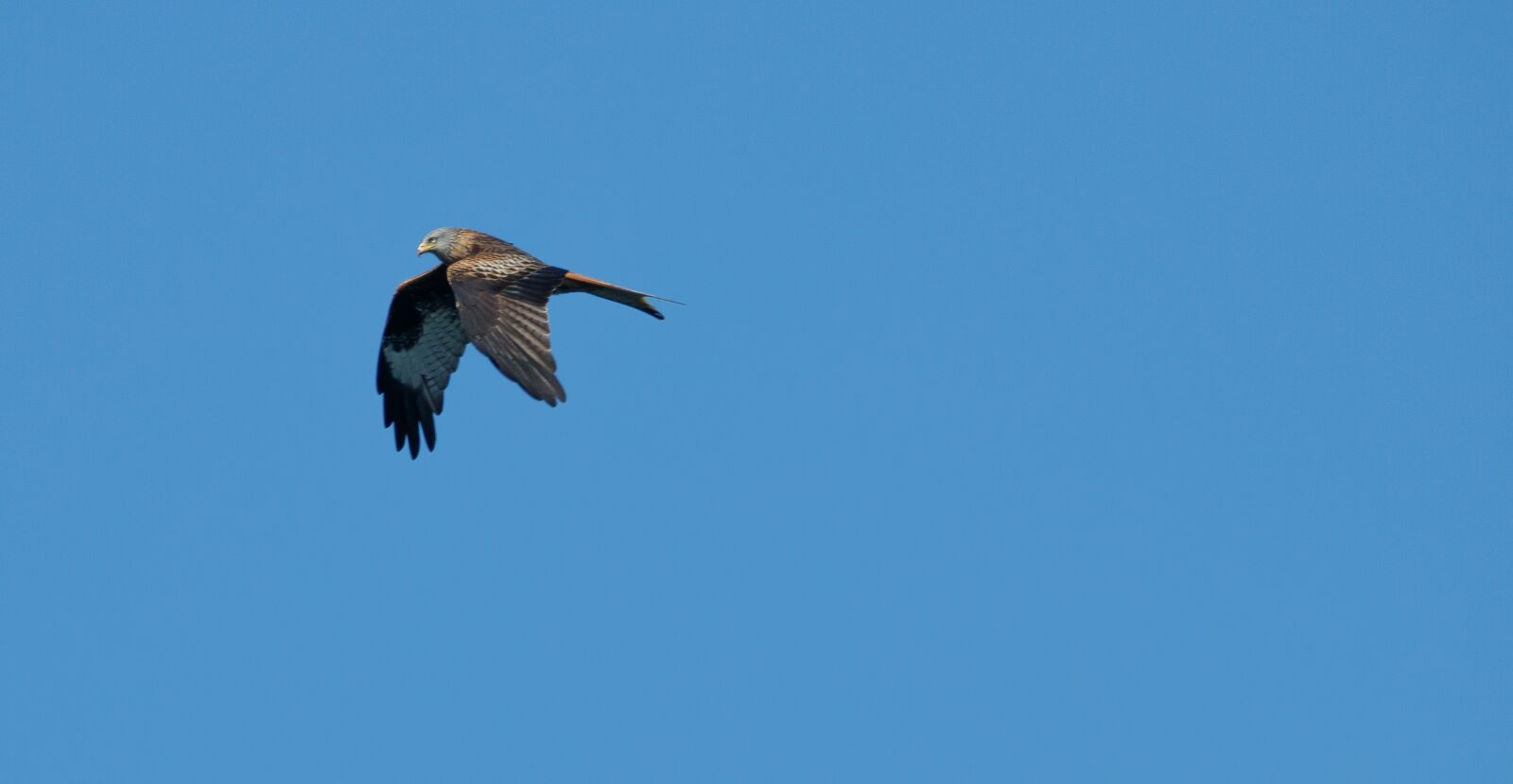 150-600mm F5-6.3 DG OS HSM | Contemporary 015 sample photo. Red kite, bird, nature photography