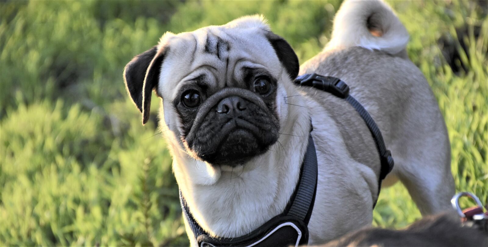 Nikon D7200 sample photo. Pug, dog, pet photography