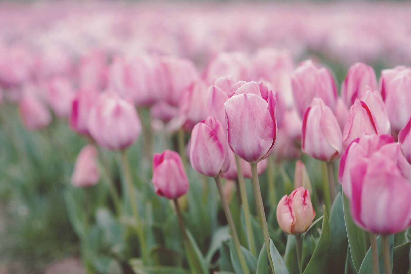 Nikon D700 sample photo. Nature, flower, flora photography
