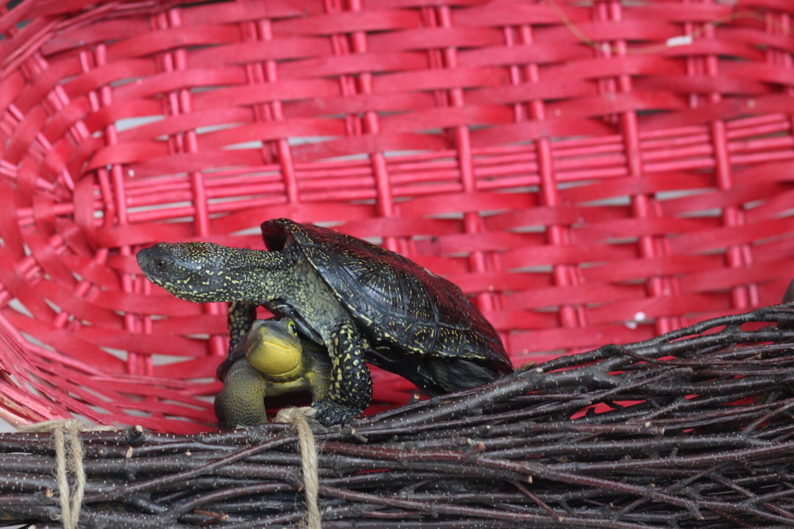 Canon EOS 700D (EOS Rebel T5i / EOS Kiss X7i) + Canon EF 85mm F1.8 USM sample photo. Turtle, shell, funny photography