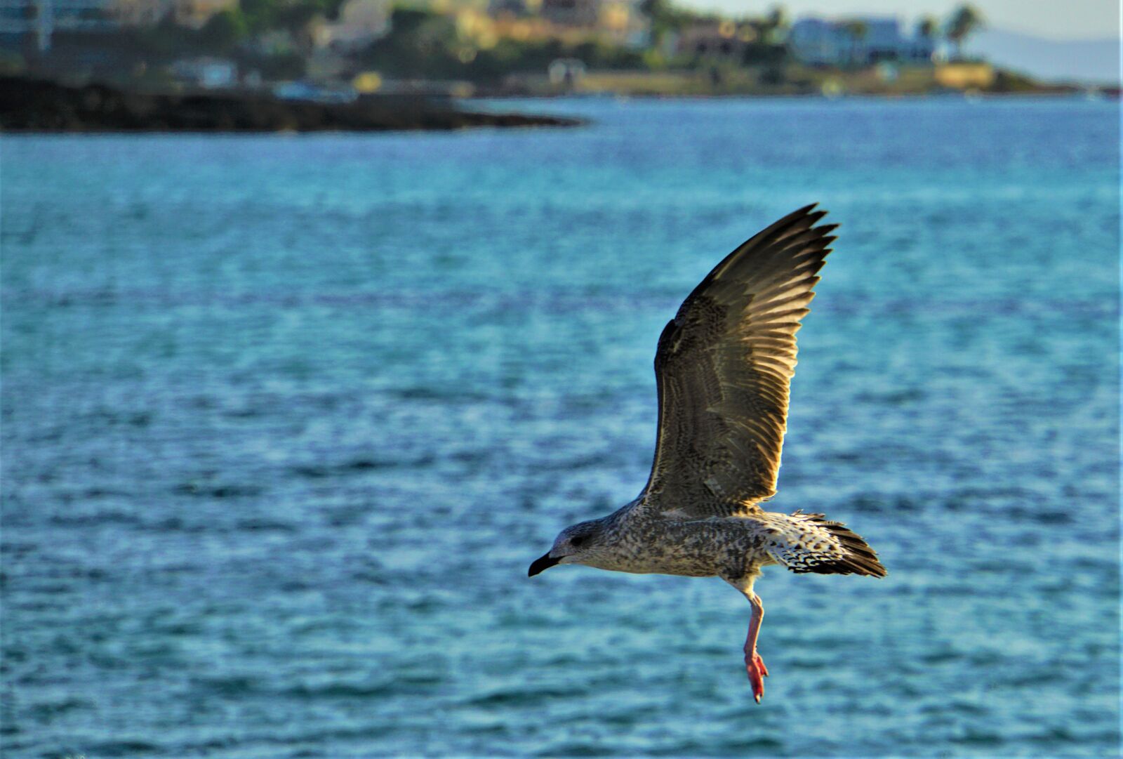 Sony E 18-200mm F3.5-6.3 OSS LE sample photo. Feather, wing, seagull photography