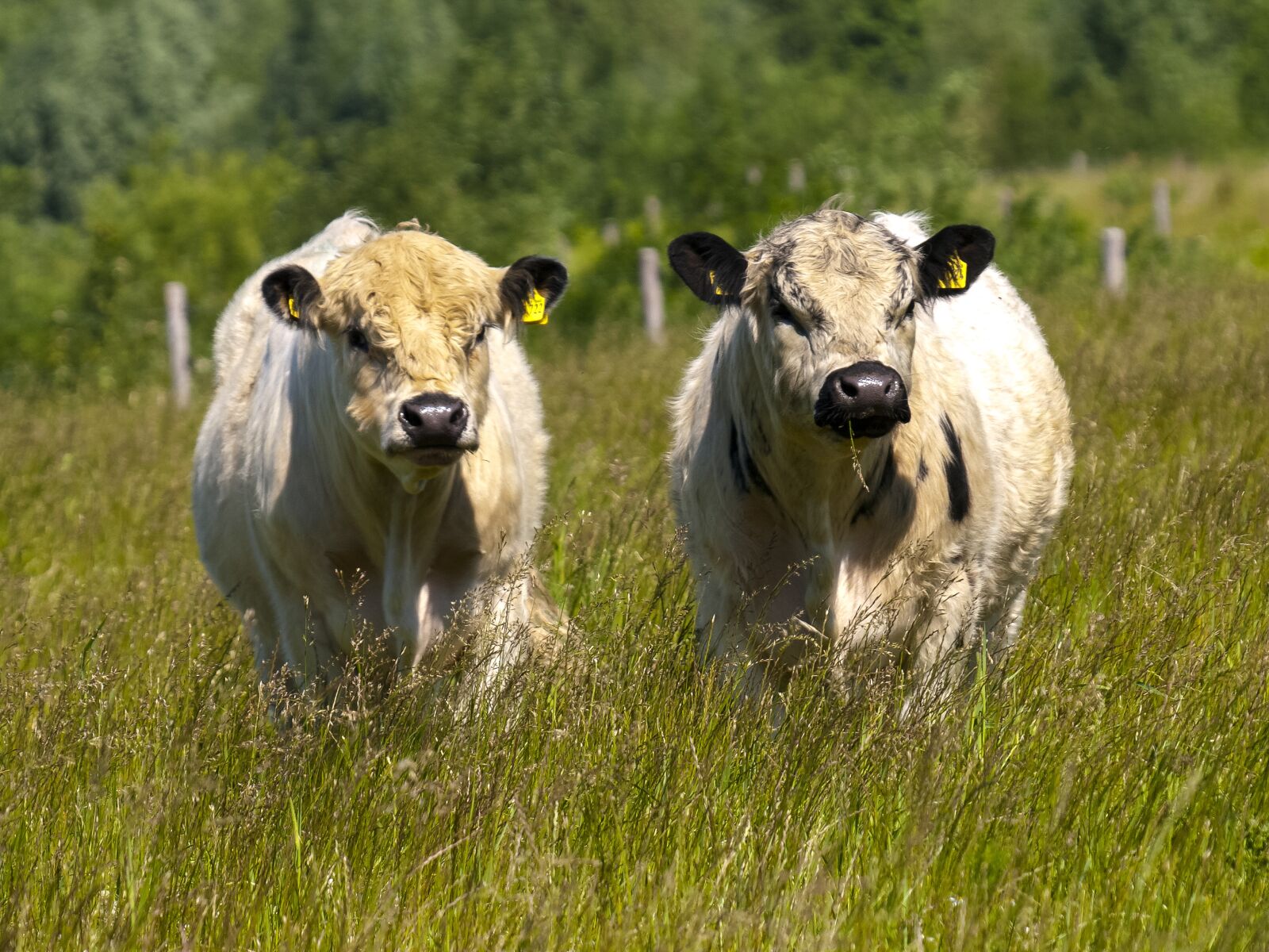 Olympus E-3 sample photo. Galloway, beef, livestock photography