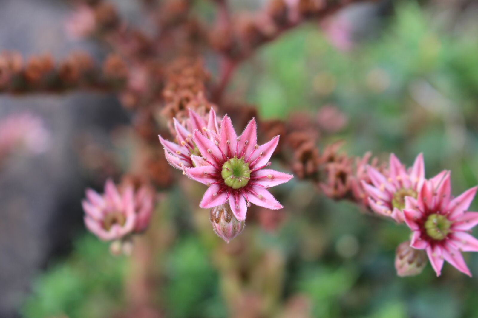 Canon EOS 100D (EOS Rebel SL1 / EOS Kiss X7) sample photo. Succulent, plant, flora photography