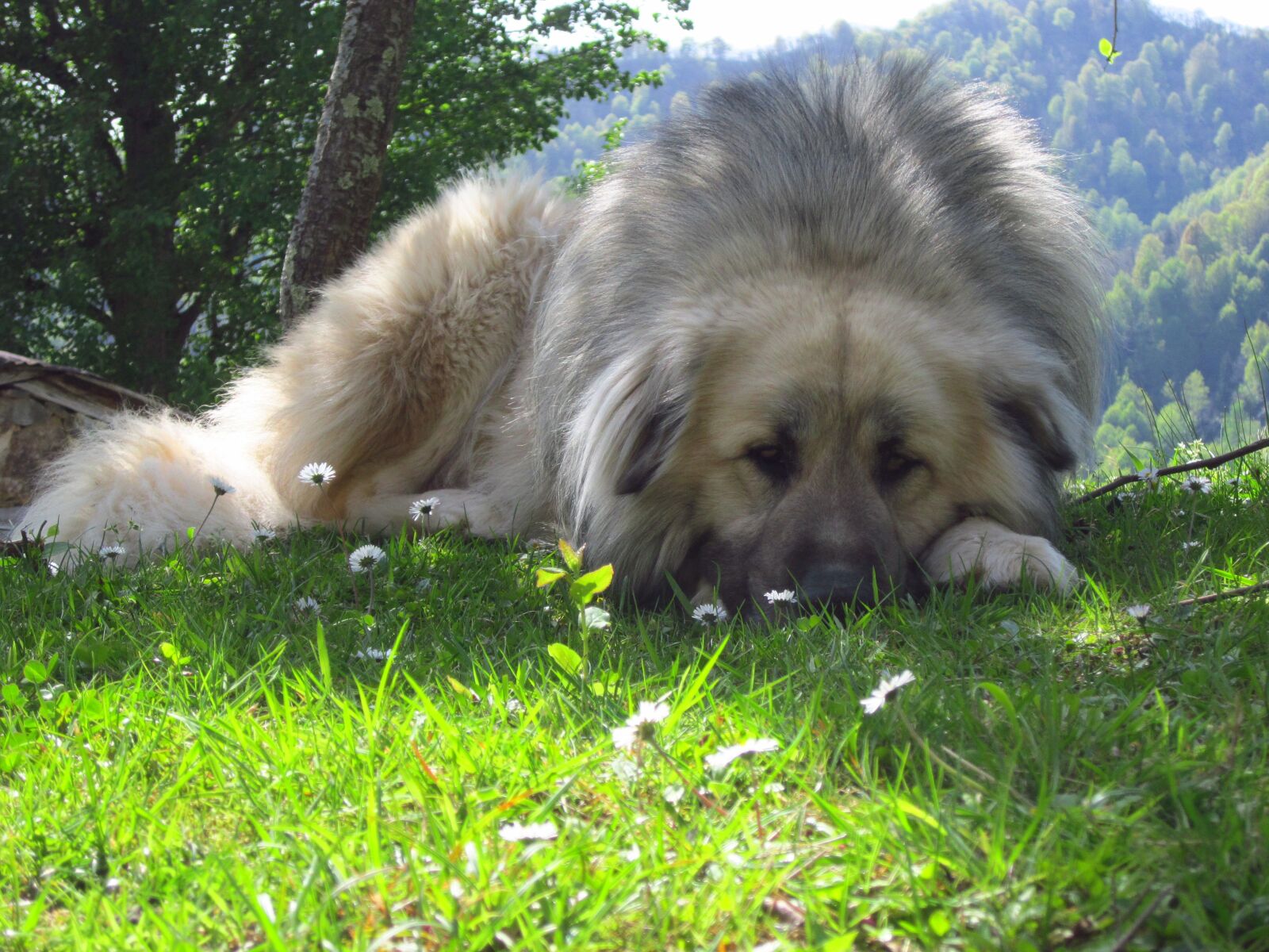 Canon PowerShot A2200 sample photo. Caucasian lion, dog, pets photography
