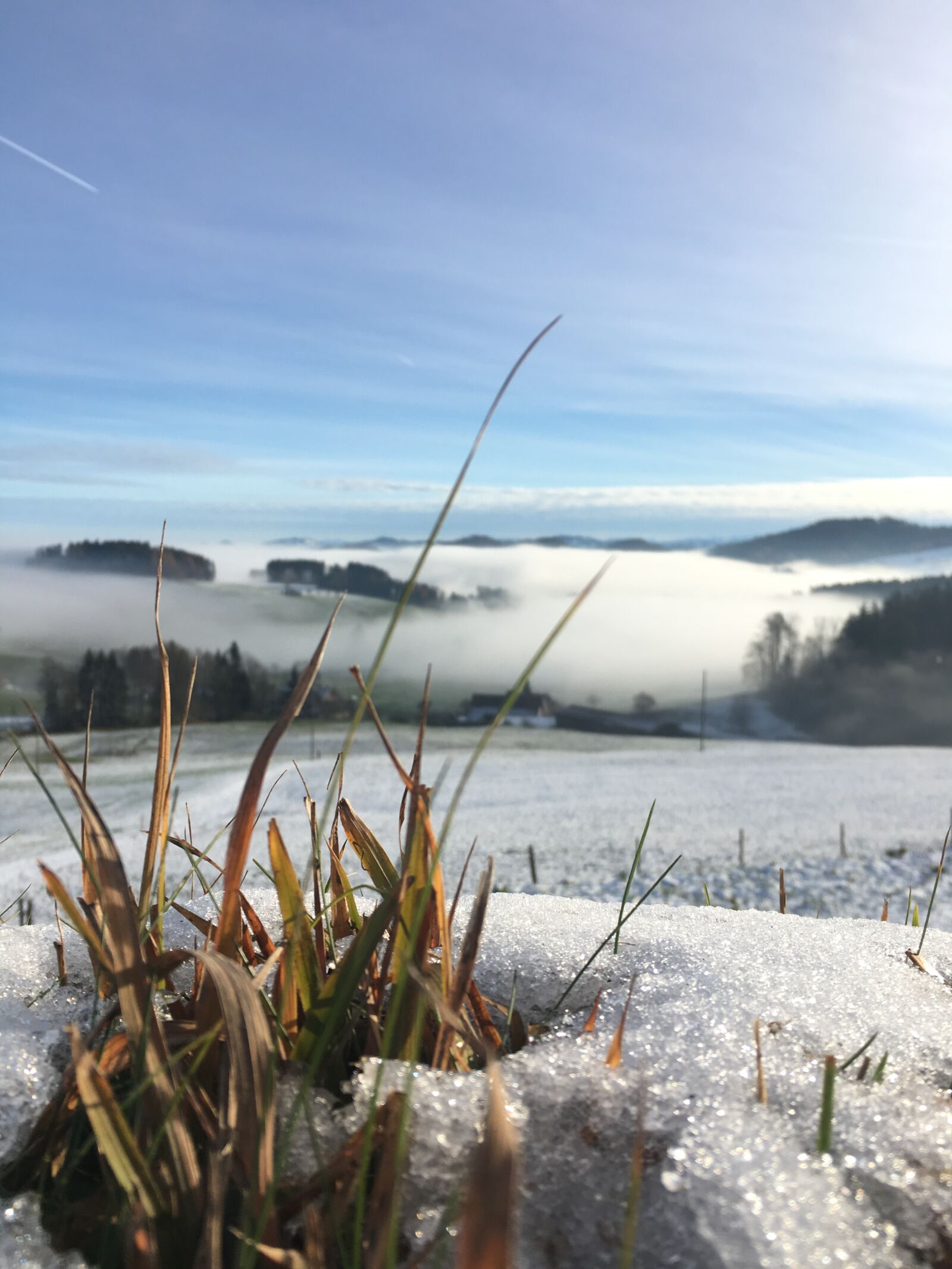 Apple iPhone 6s sample photo. Winter, grass, nature photography
