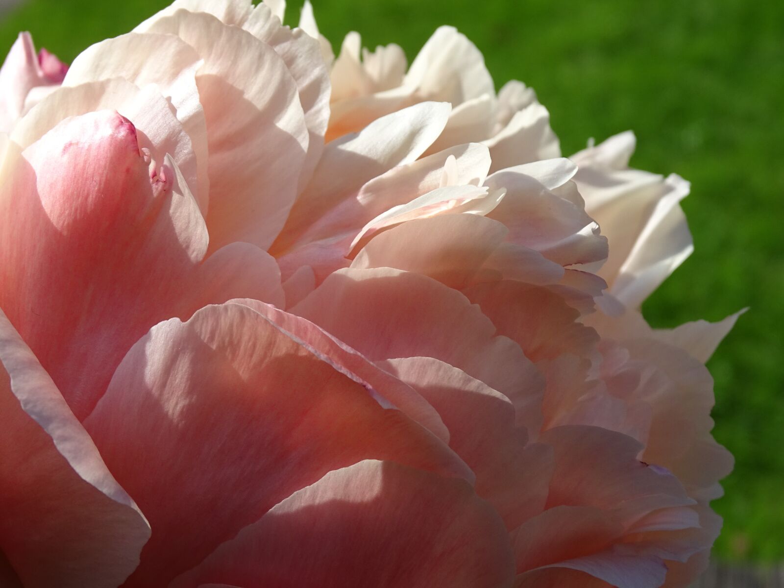 Sony Cyber-shot DSC-HX400V sample photo. Peony, diameter, flower photography