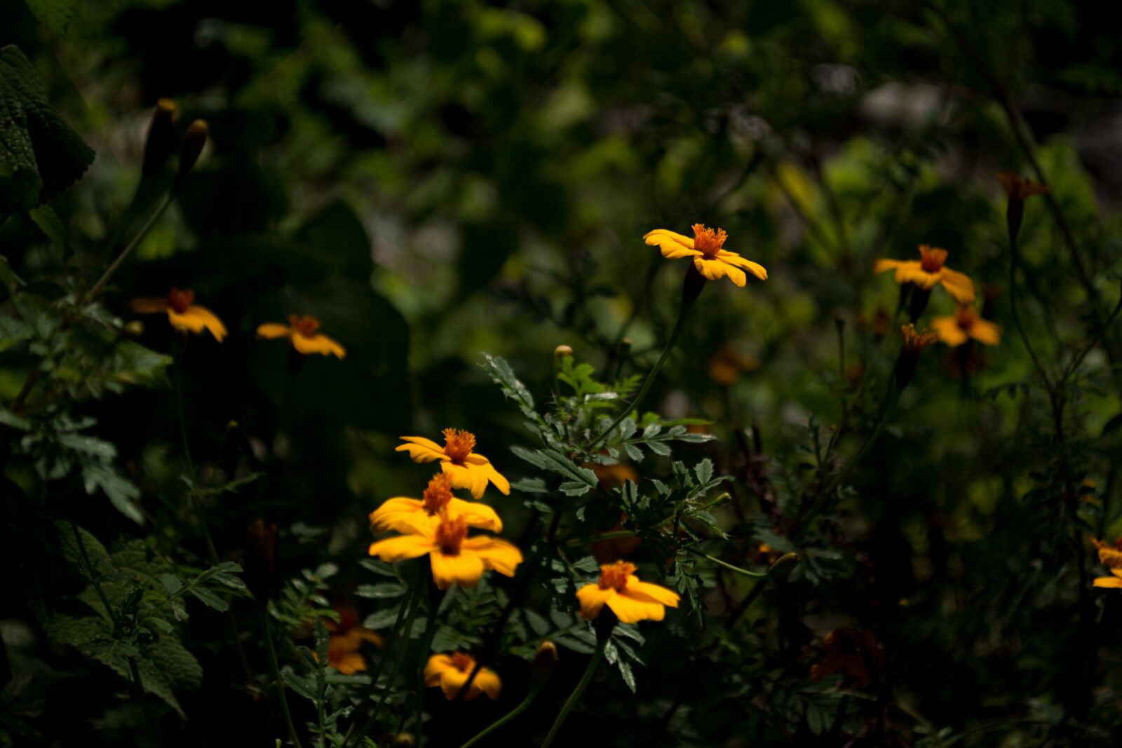 Nikon D5200 sample photo. Flower, wild, field photography