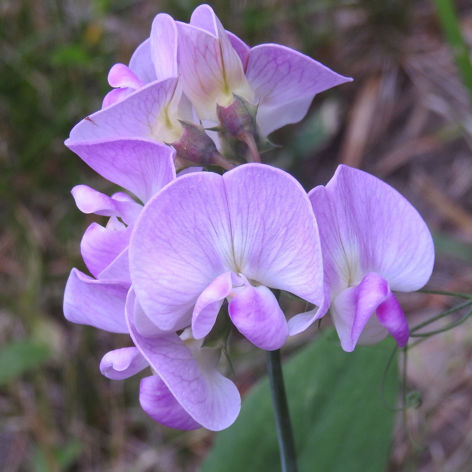Nikon Coolpix P900 sample photo. Pea, fabaceae, spring pea photography