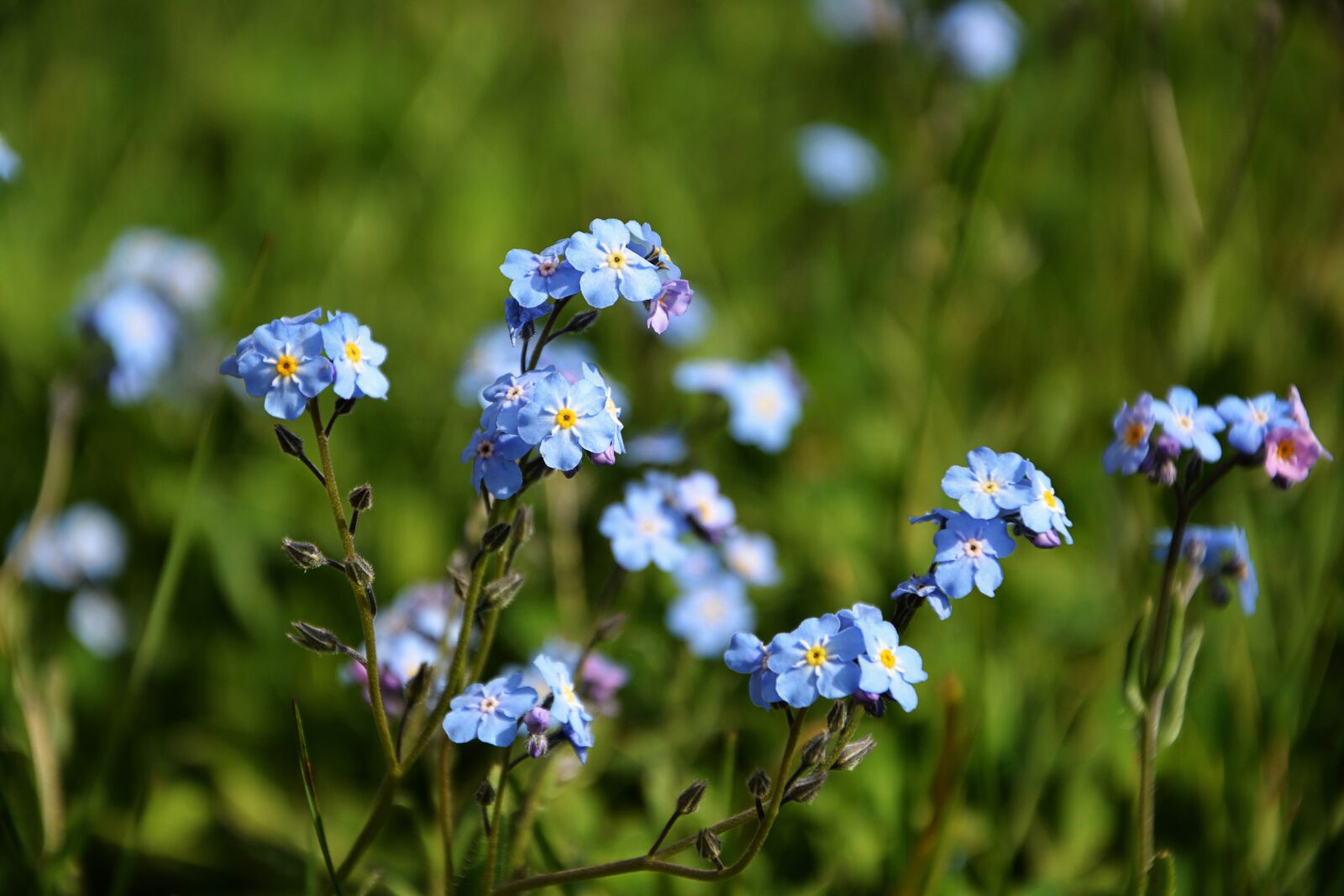Nikon D7100 sample photo. Wildflowers, spring, nature photography
