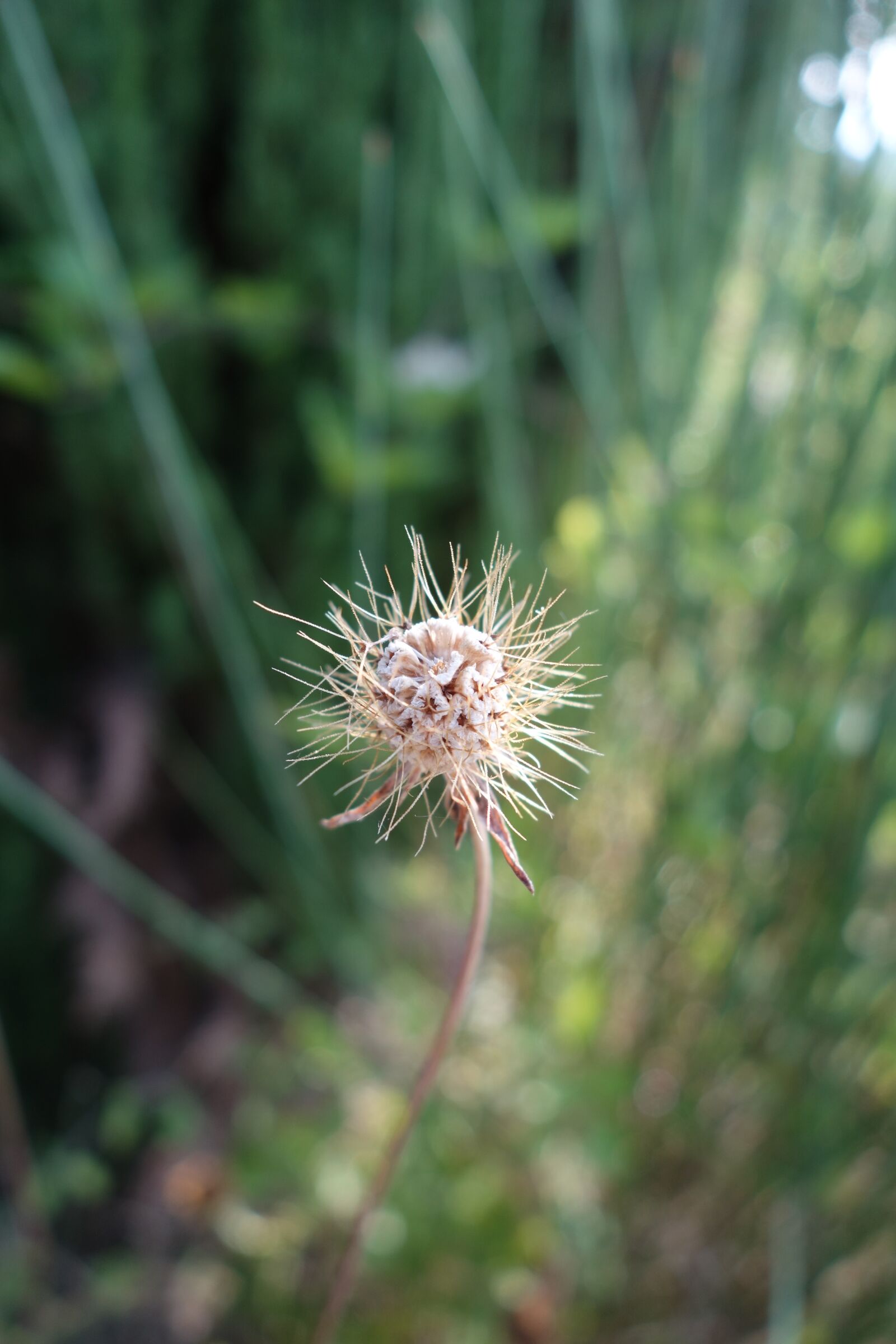 Sony Cyber-shot DSC-RX100 II sample photo. Flower, zaadbol, nature photography