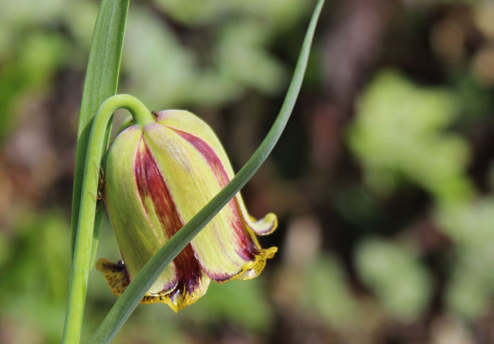 Canon EOS 600D (Rebel EOS T3i / EOS Kiss X5) sample photo. Fritillaria meleagris, early bloomer photography