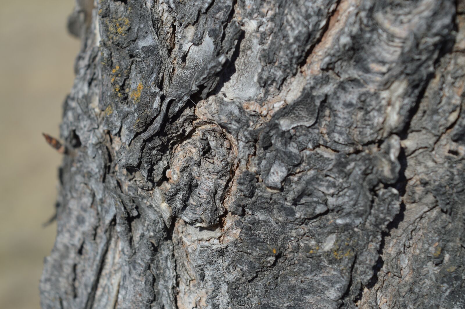 Nikon D3200 sample photo. Tree, bark, nature photography
