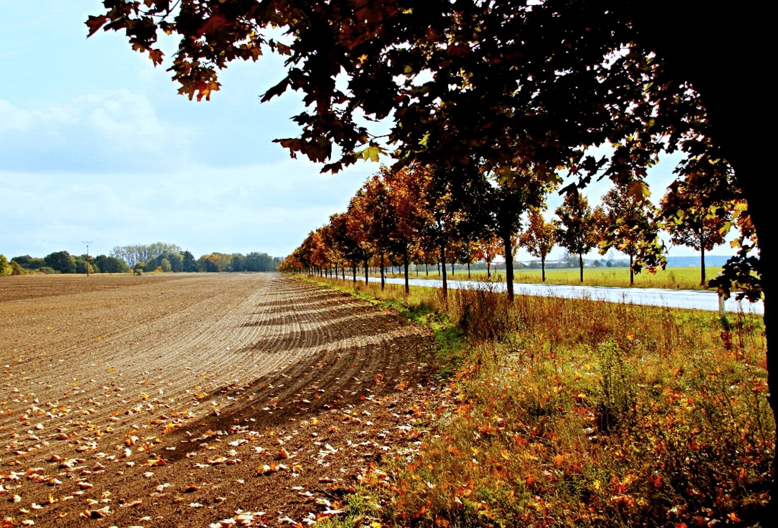 Canon EOS 500D (EOS Rebel T1i / EOS Kiss X3) sample photo. Nature, autumn landscape, germany photography