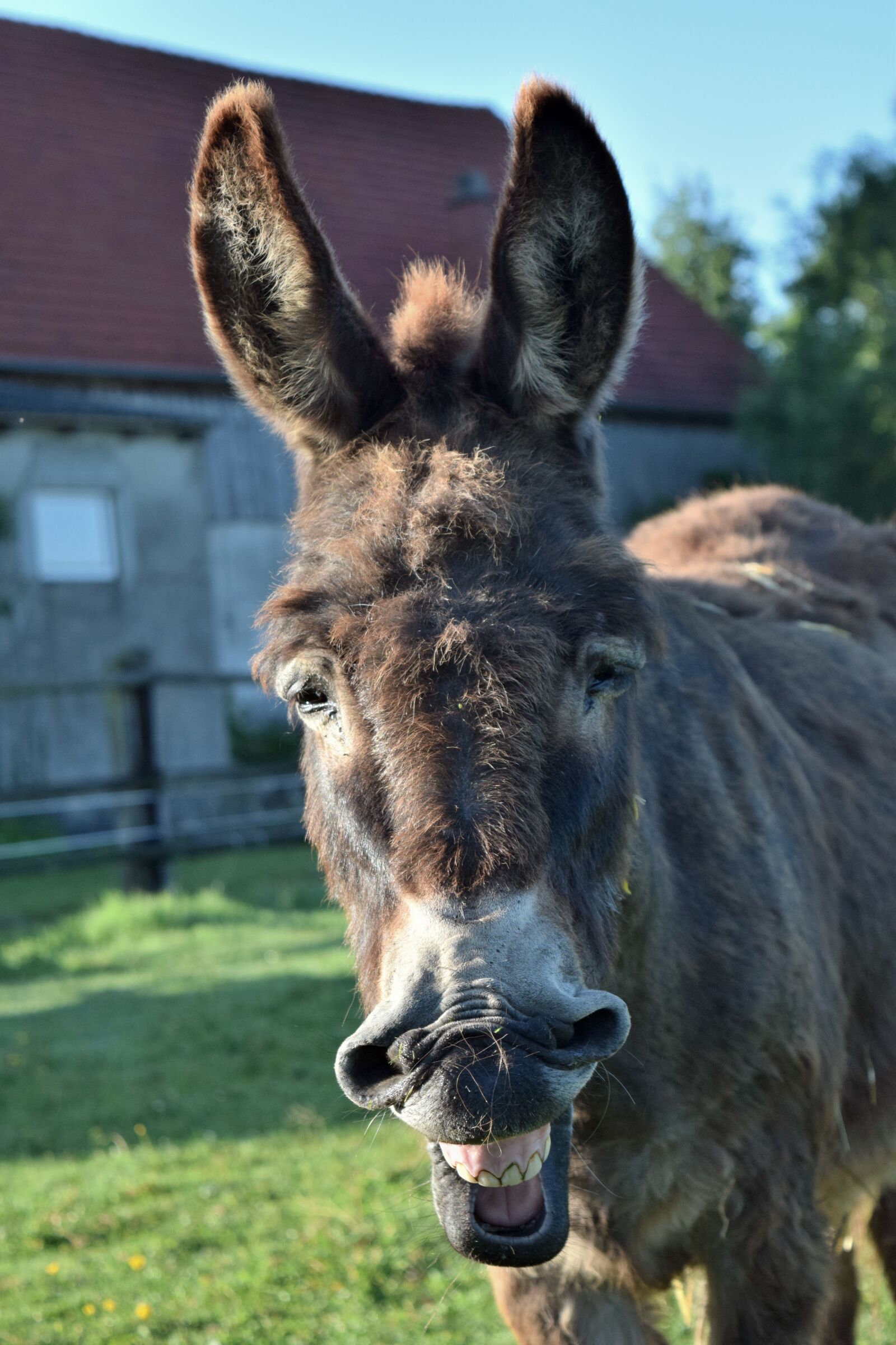Nikon D3300 sample photo. Donkey, animal, mammal photography