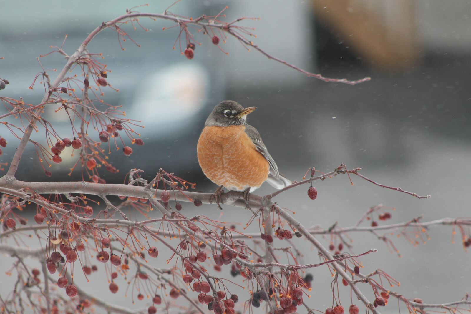 Canon EOS 1100D (EOS Rebel T3 / EOS Kiss X50) sample photo. Bird, winter, snow photography