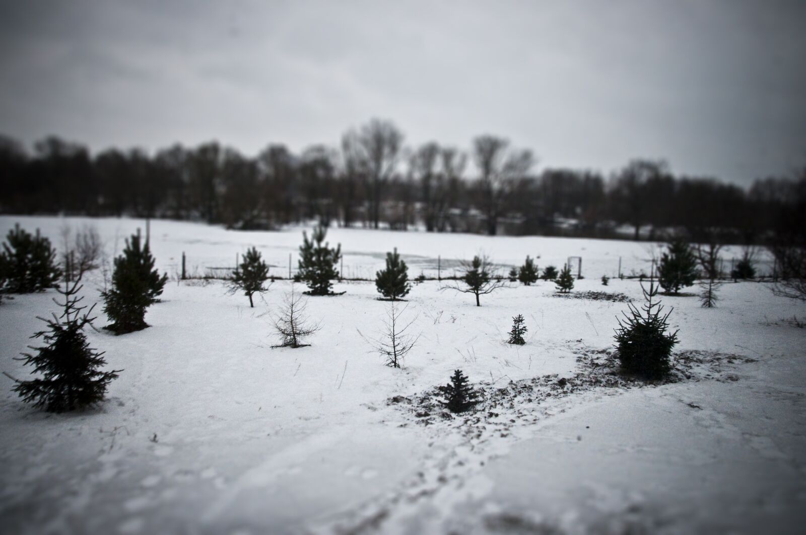 Nikon D90 sample photo. Snow, winter, tiltshift photography