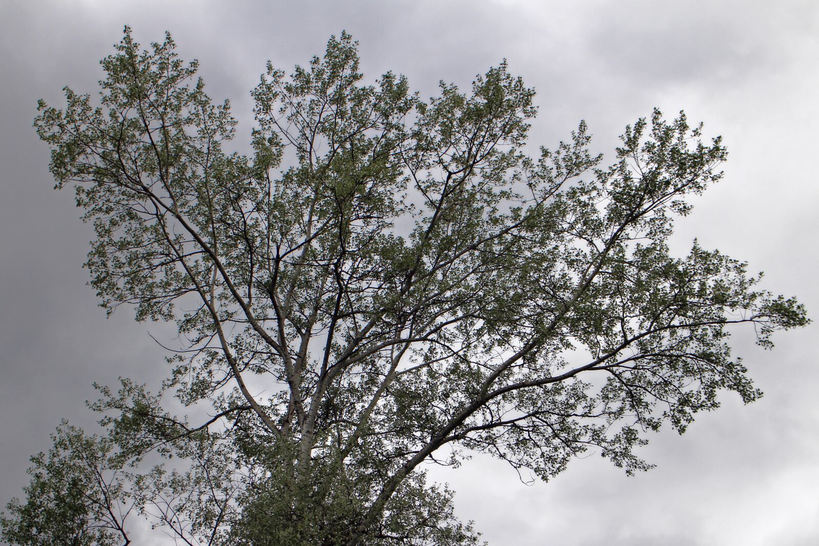 Canon EOS M sample photo. Tree, branches, silhouette photography