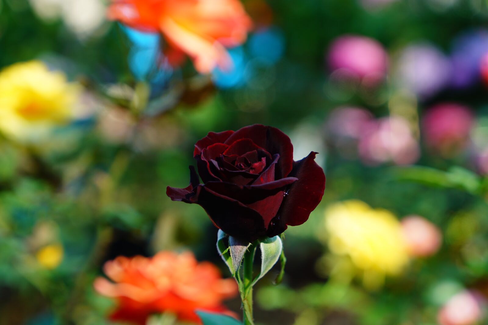 Sony a7R II + Sony Vario Tessar T* FE 24-70mm F4 ZA OSS sample photo. Map, dark red rose photography
