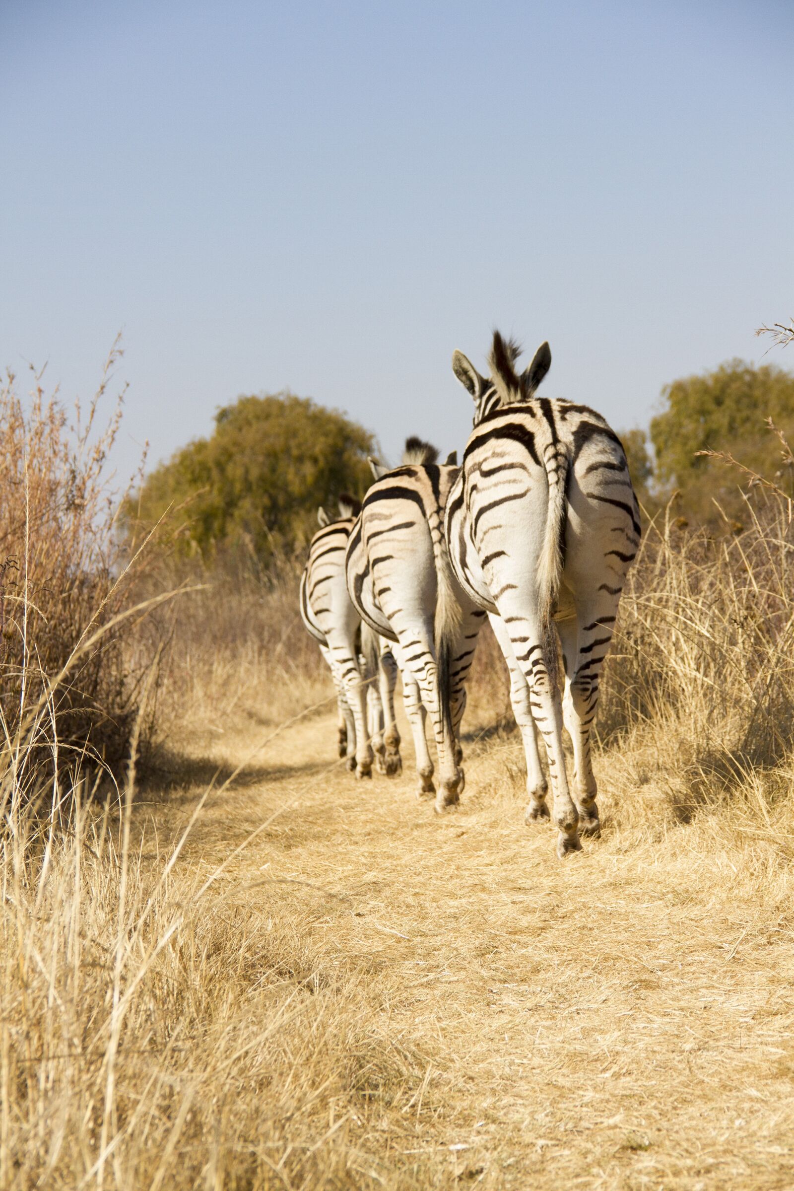 Canon EOS 7D sample photo. Wildlife, africa, zebra photography