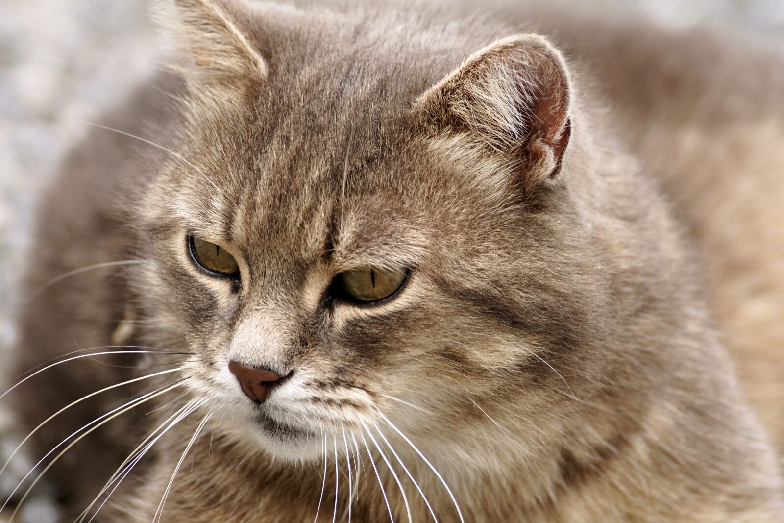 Sony DT 55-300mm F4.5-5.6 SAM sample photo. Cat, fur, pet photography