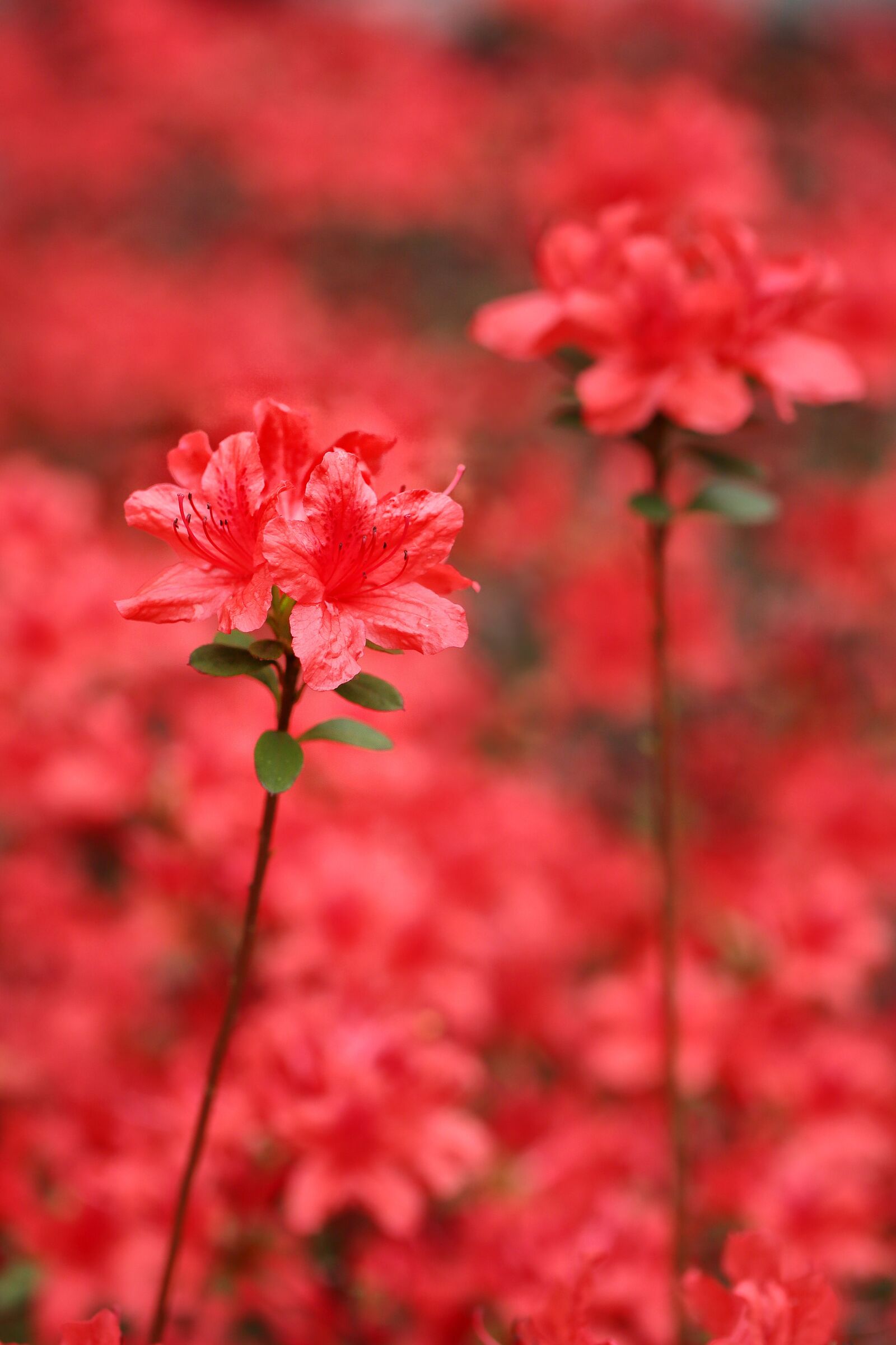 Canon EF 100mm F2.8L Macro IS USM sample photo. Flowers, operation red, azalea photography