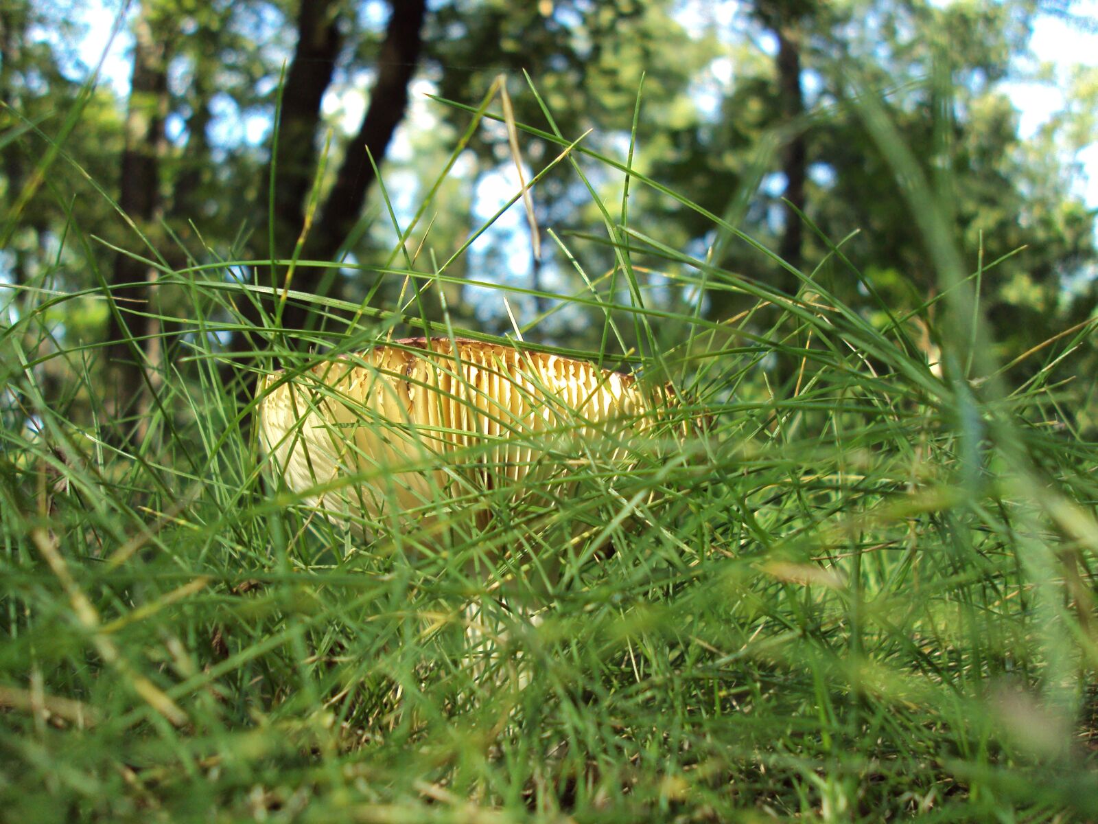 Sony DSC-S950 sample photo. Boletus, grass, macro photography
