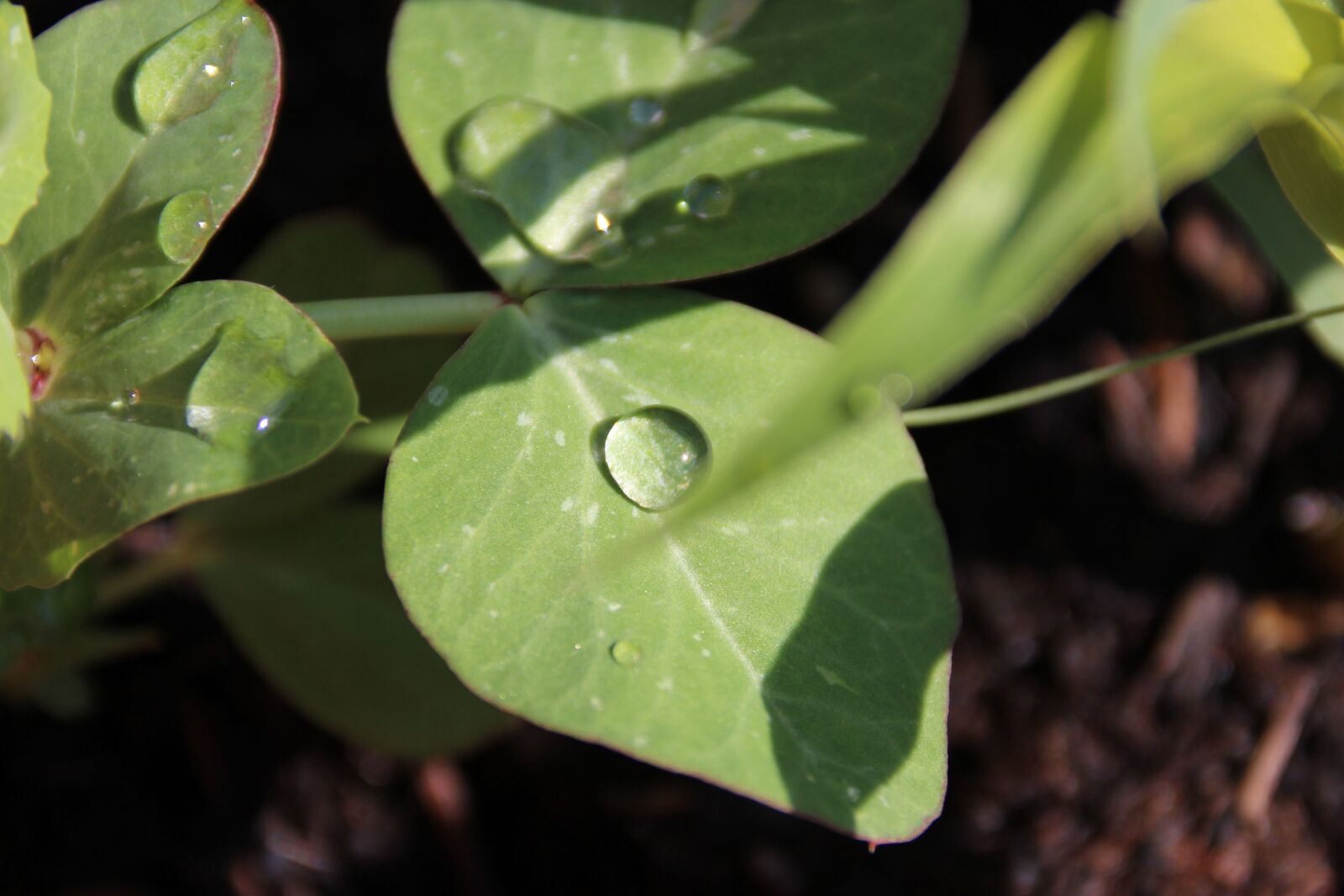 Canon EOS 600D (Rebel EOS T3i / EOS Kiss X5) sample photo. Plant, leaf, dew photography