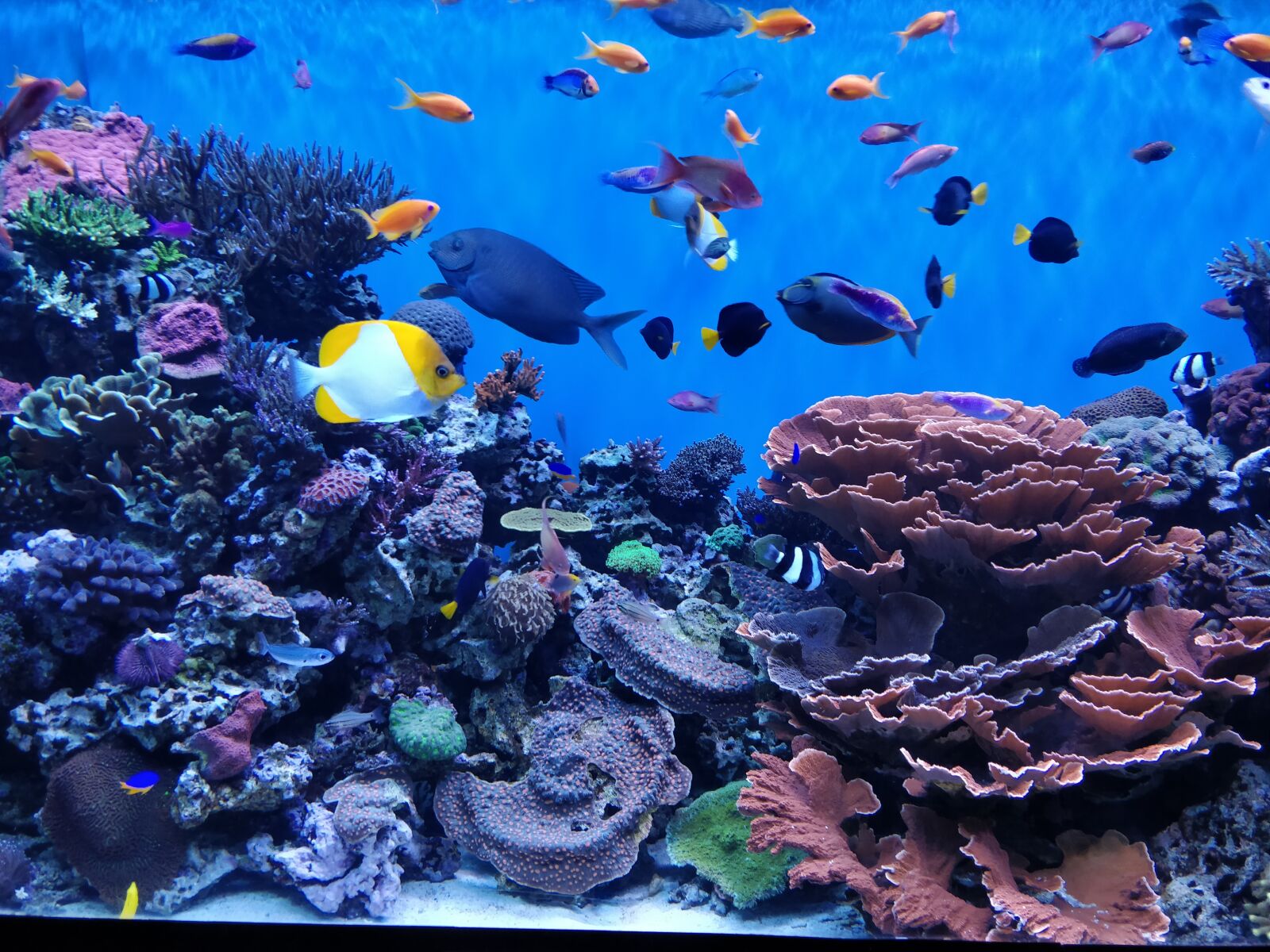 OnePlus A5000 sample photo. Fish, swim, aquarium photography