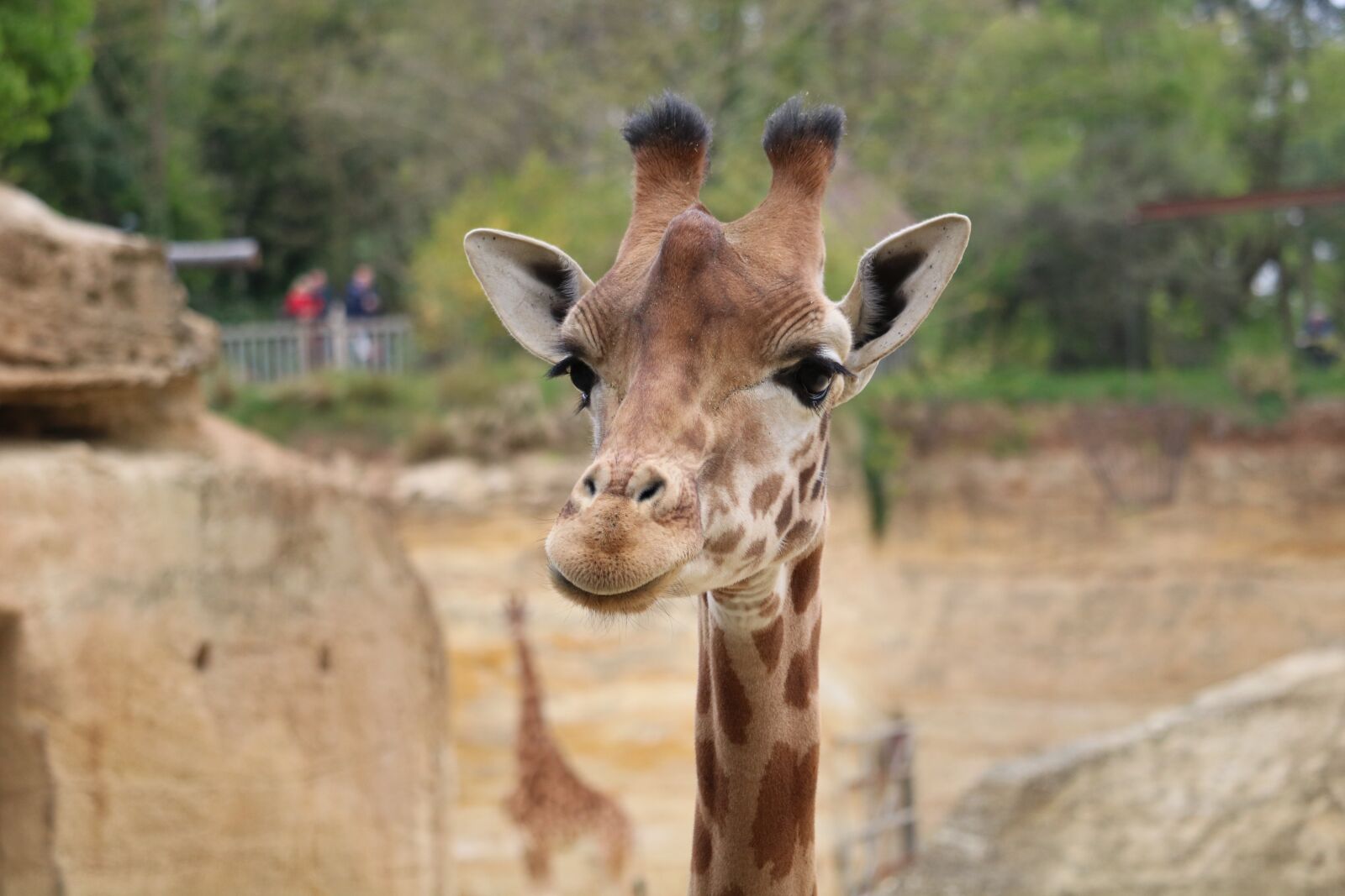 Canon EOS 750D (EOS Rebel T6i / EOS Kiss X8i) + Canon EF-S 55-250mm F4-5.6 IS STM sample photo. Giraffe, africa, zoo photography